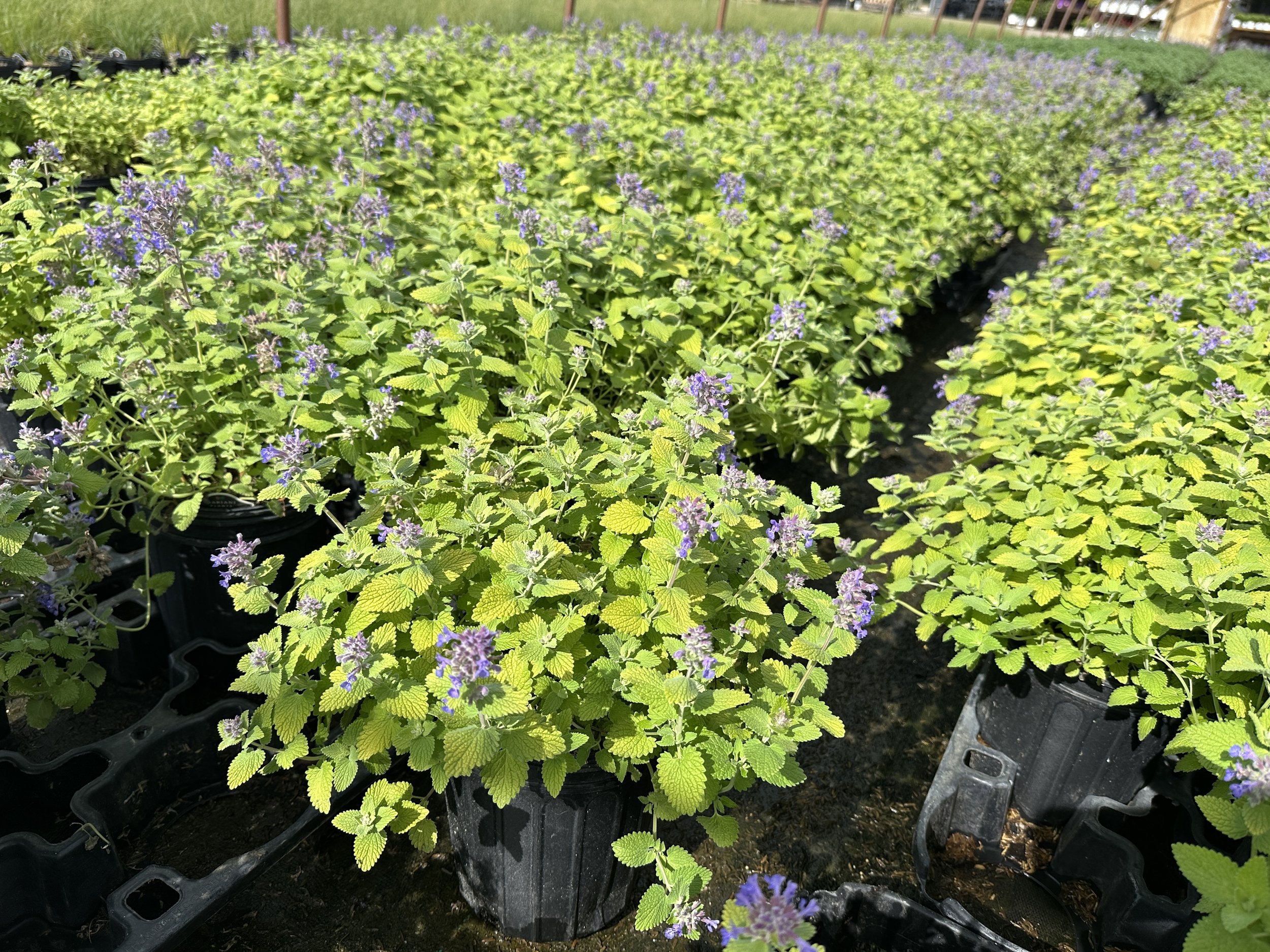 Nepeta 'Chartreuse on the Loose' PP35867