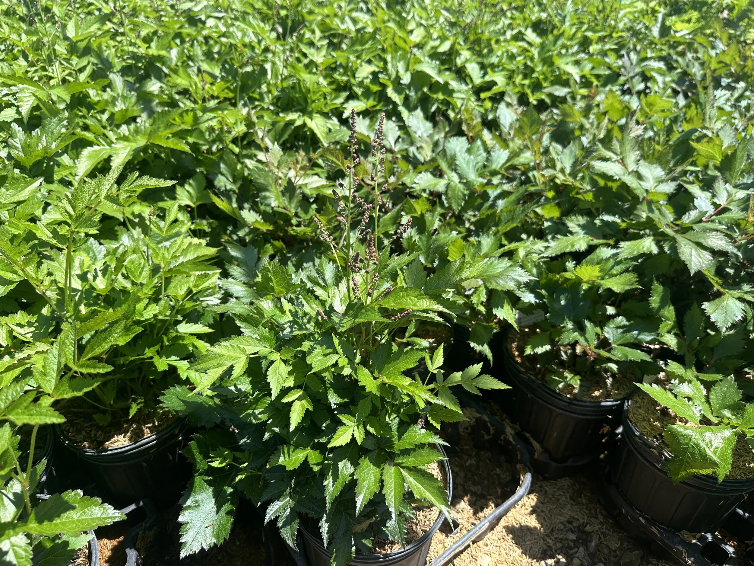 Astilbe japonica 'Rheinland'