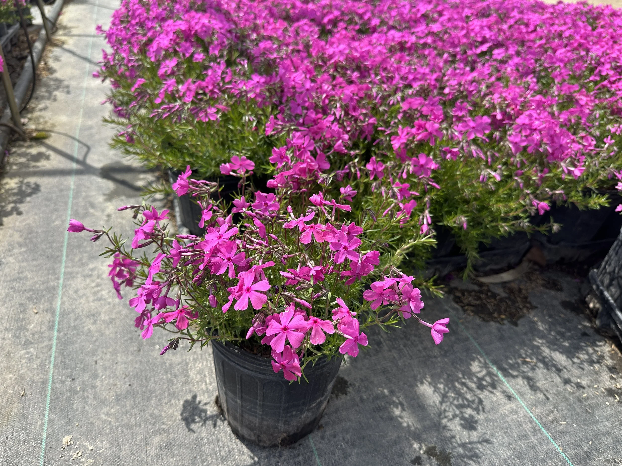 Phlox Drummond's Pink.JPG
