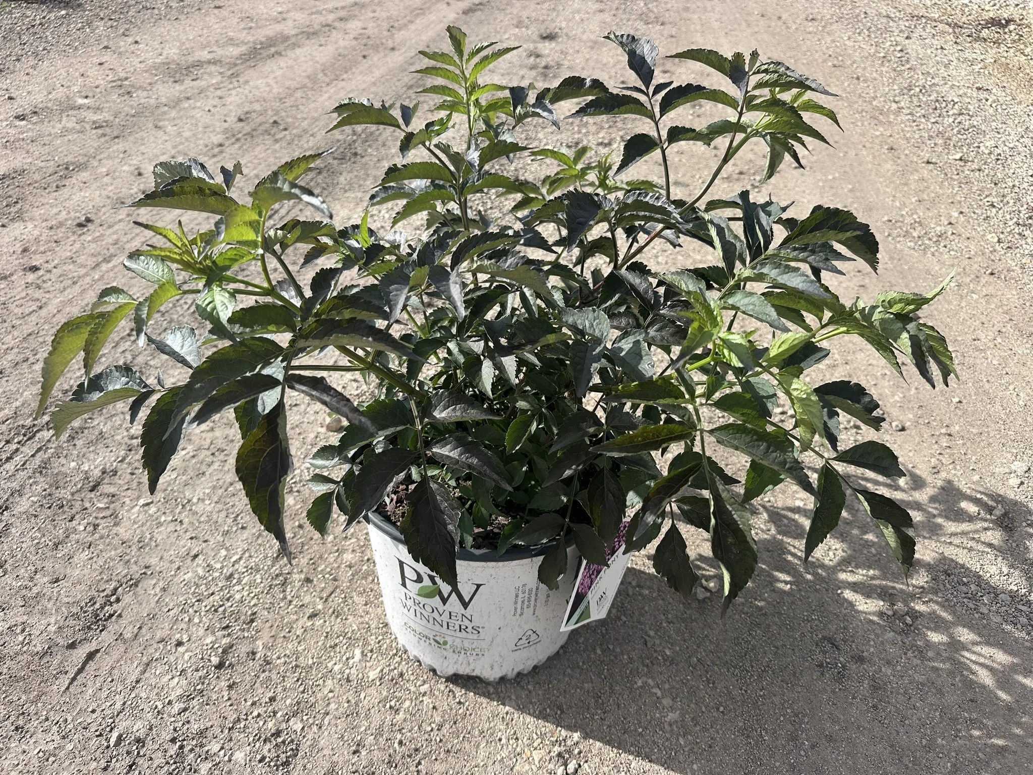 Sambucus Pink Pony.JPEG