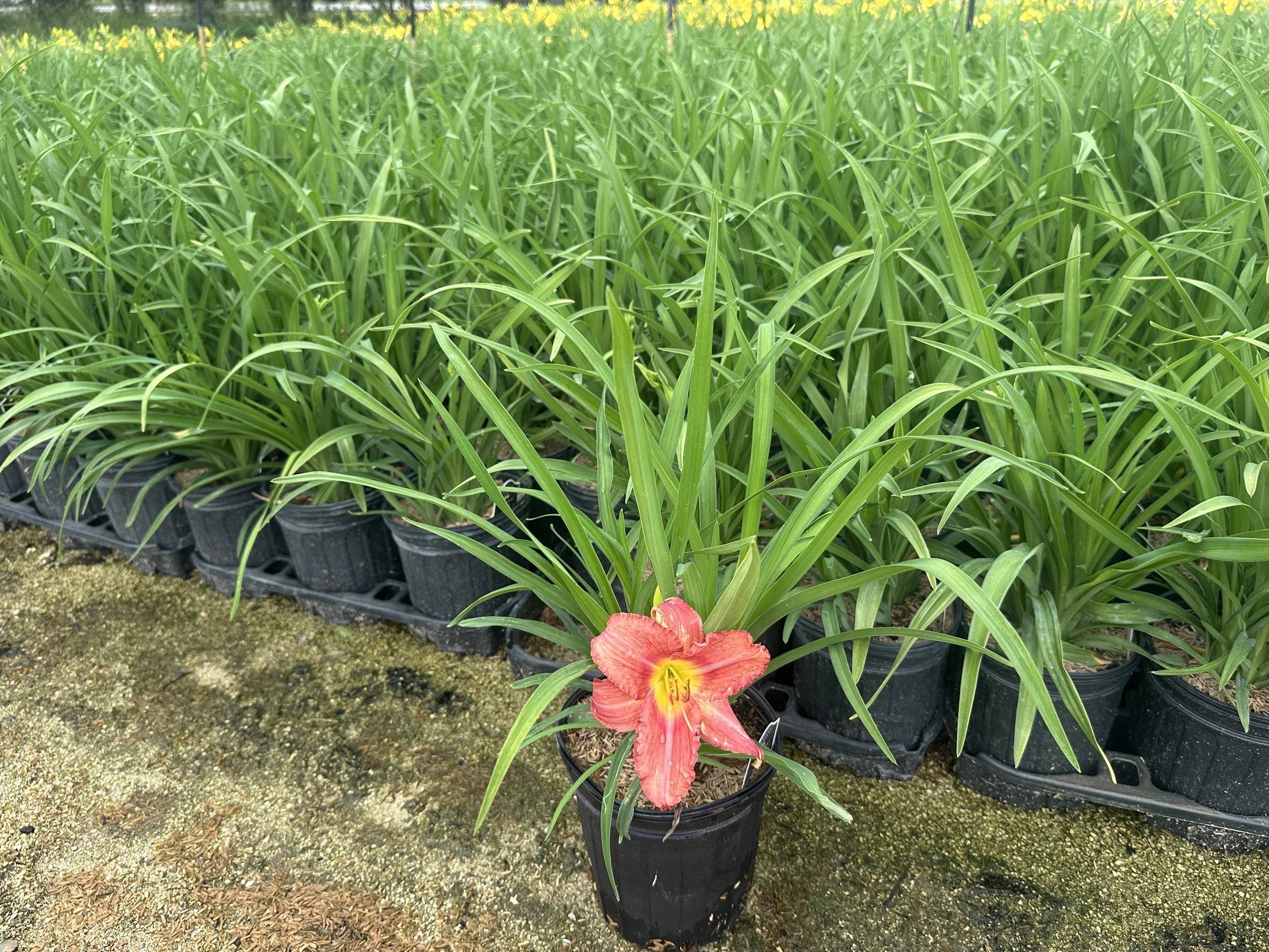 Hemerocallis 'Rosy Returns'