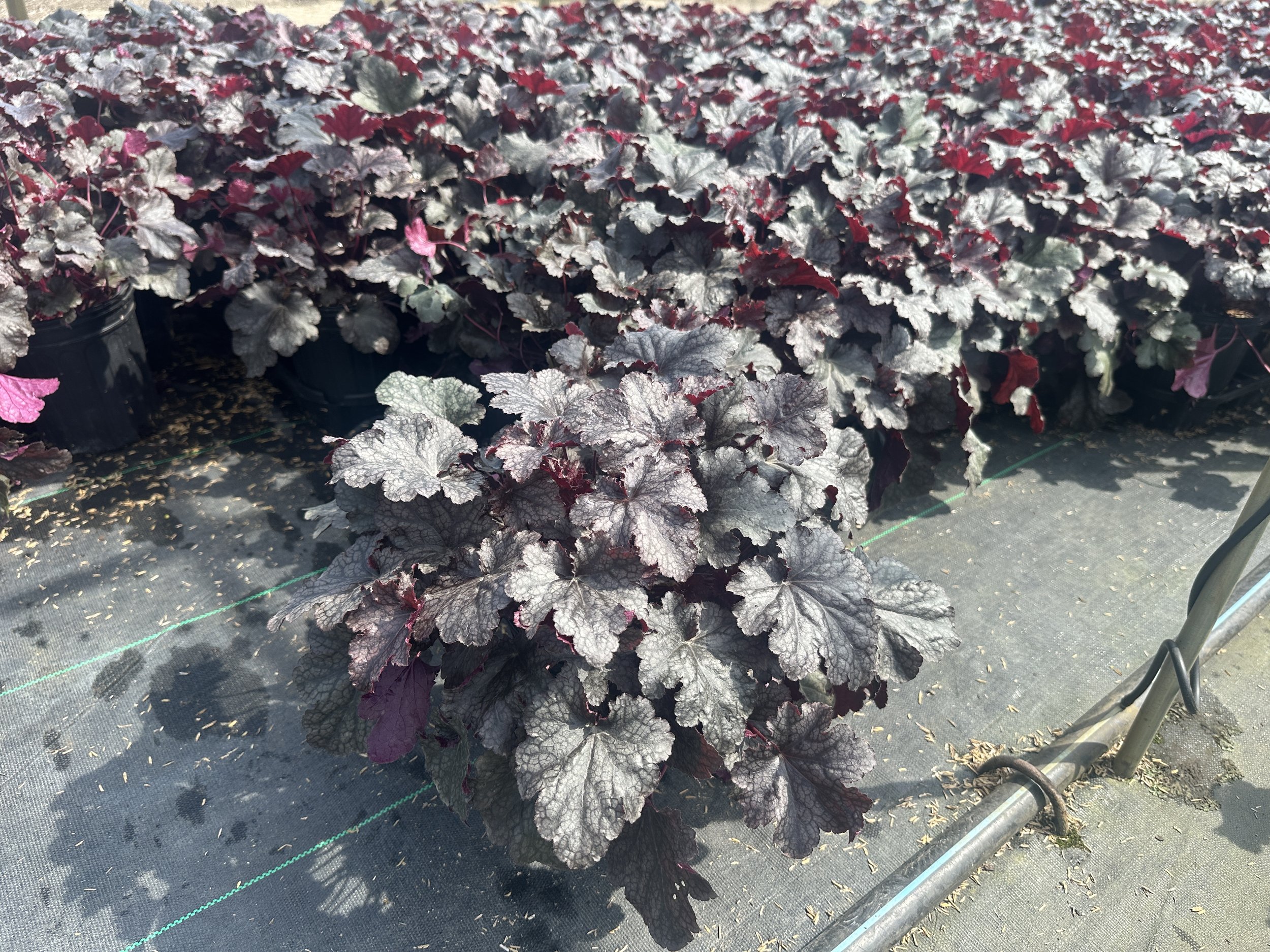 Heuchera 'Plum Pudding'