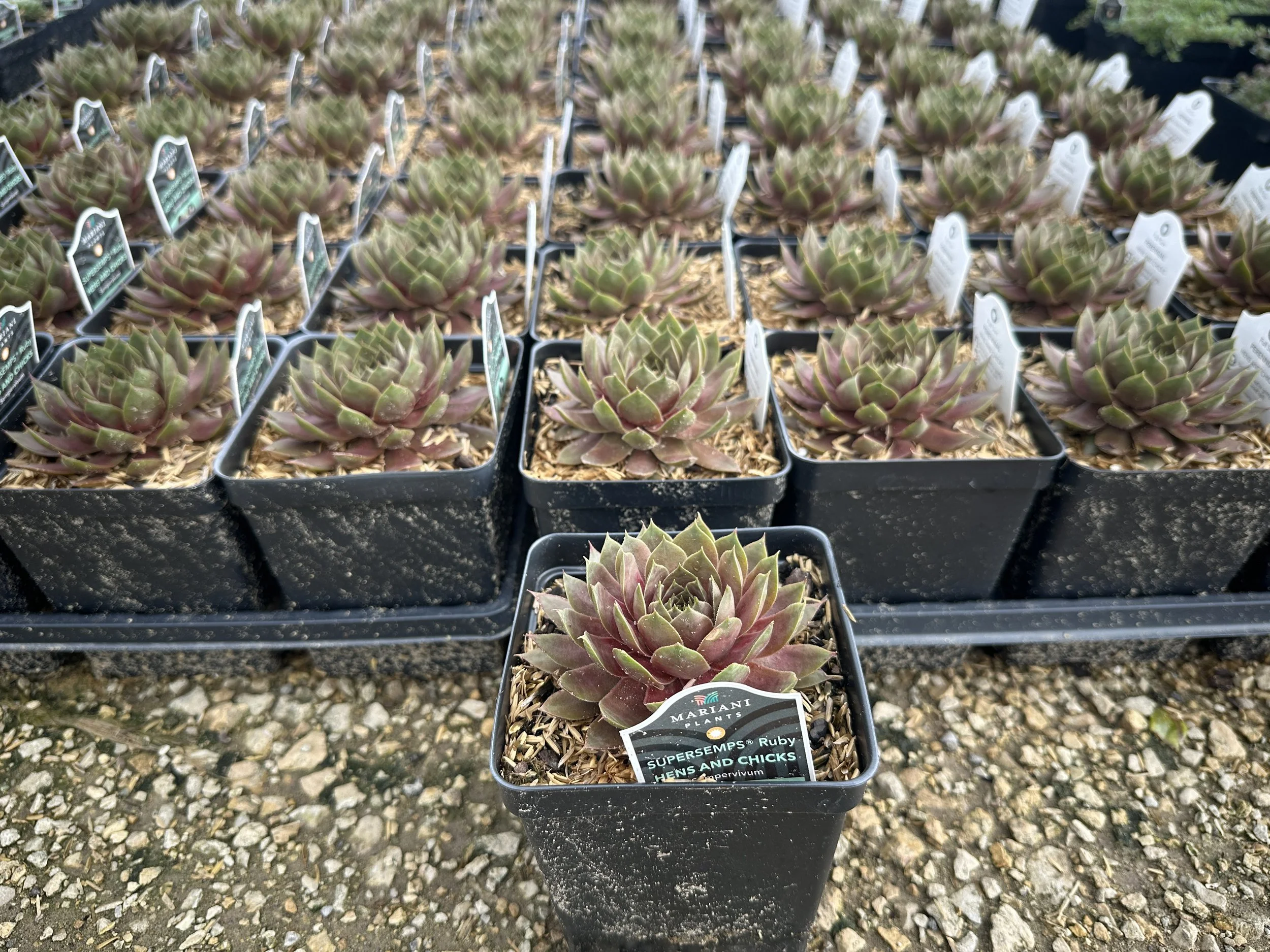 Sempervivum Supersemps Ruby.JPG