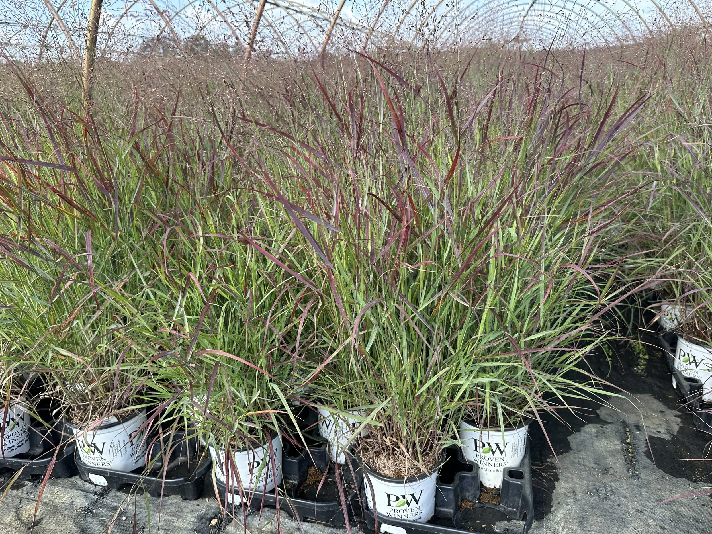 Panicum virgatum Prairie Winds® 'Cheyenne Sky' PP23209