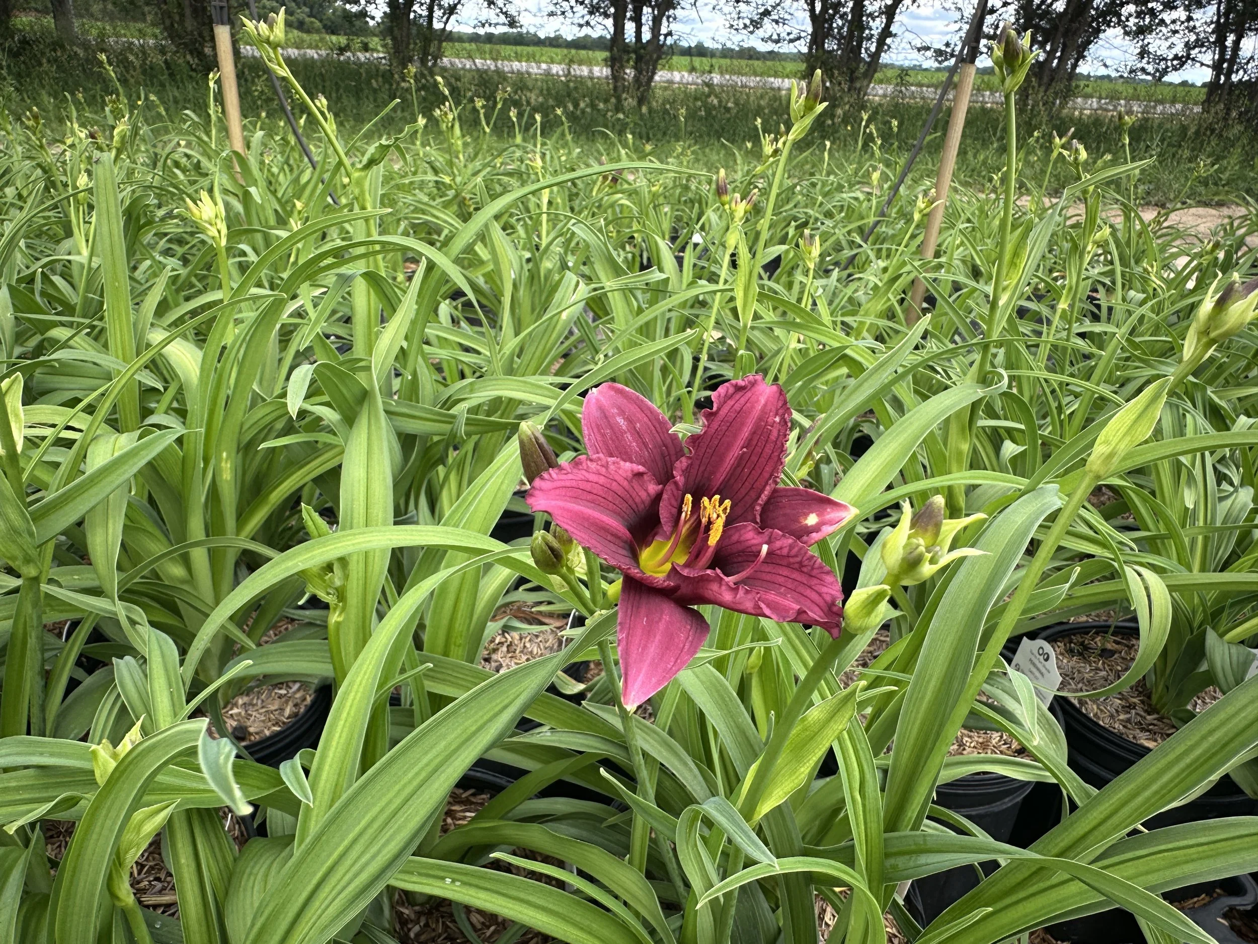 Hemerocallis 'Purple de Oro'