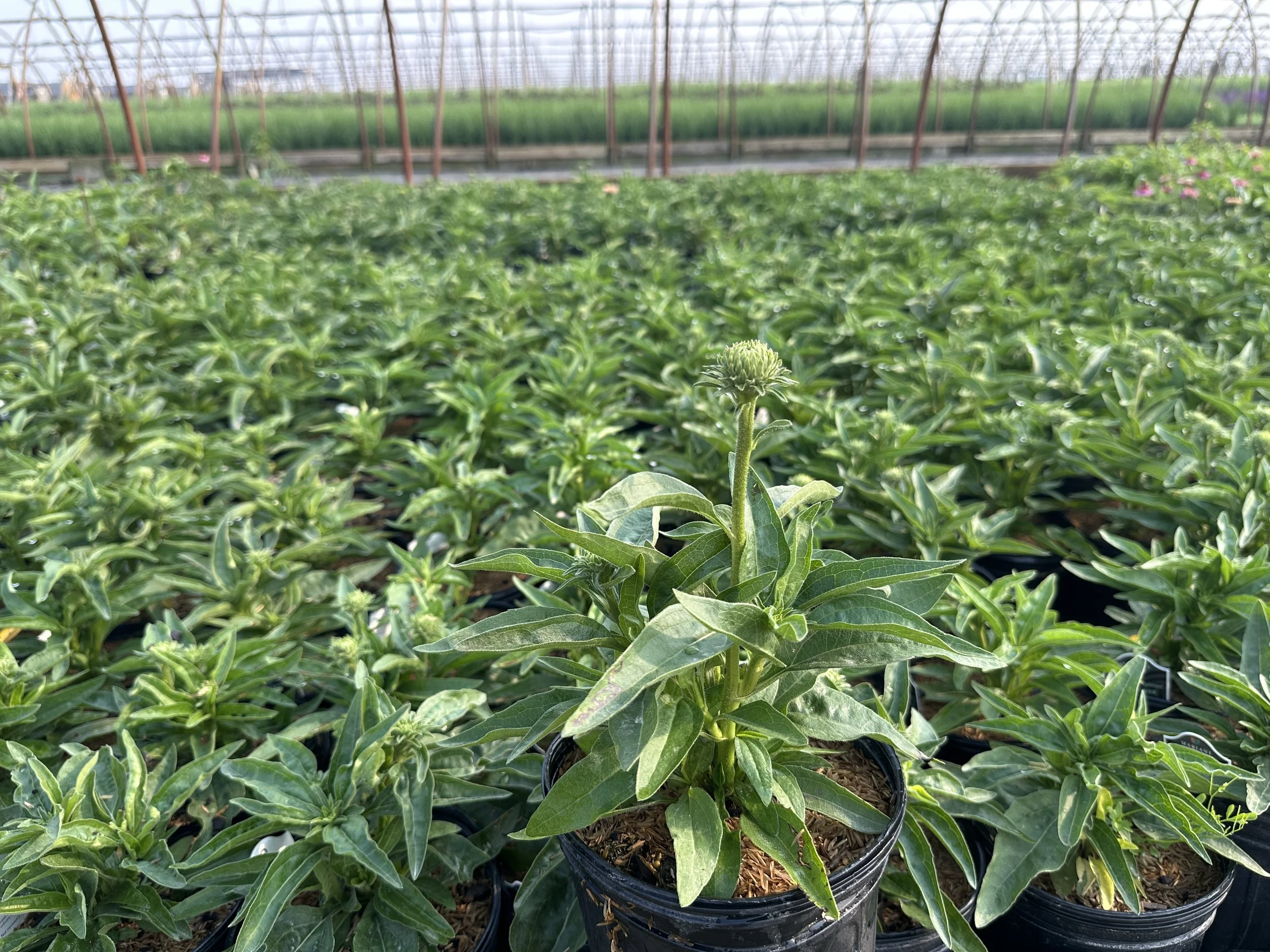 Echinacea Sunseekers® Salmon PP32486