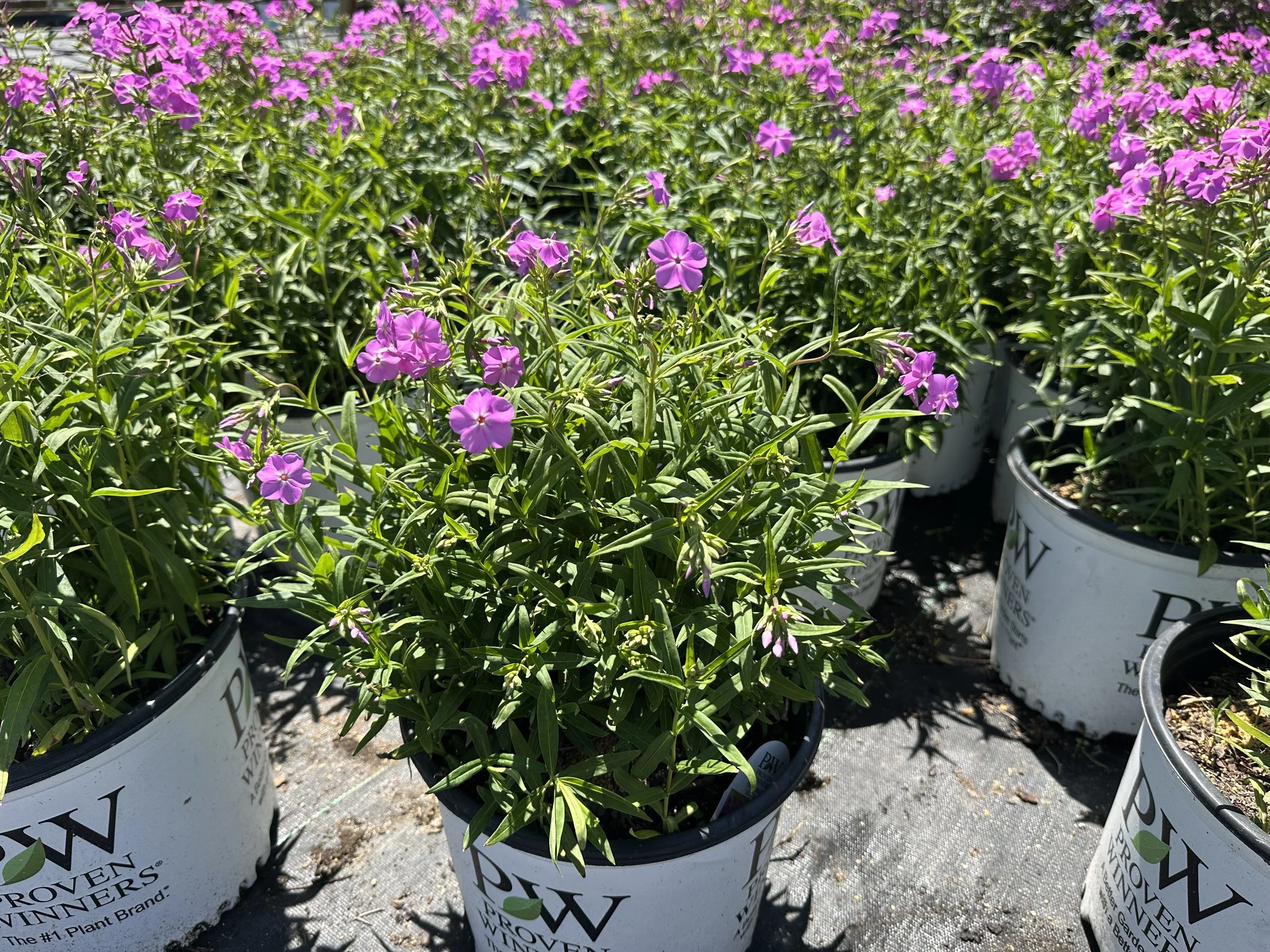 Phlox 'Opening Act Ultrapink' PP32093