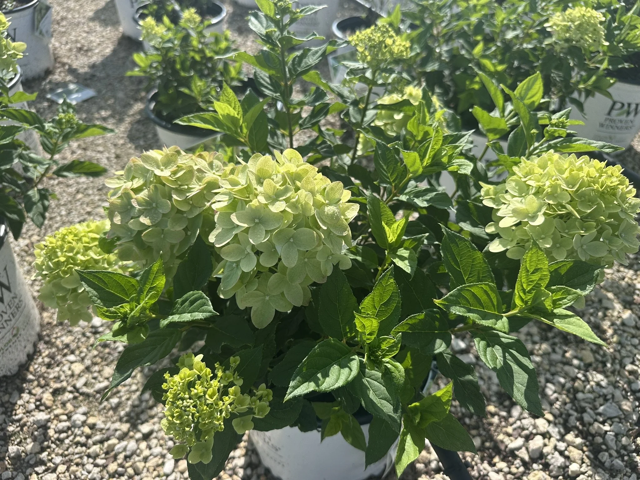 Hydrangea paniculata Little Lime® 'Jane' PP22330