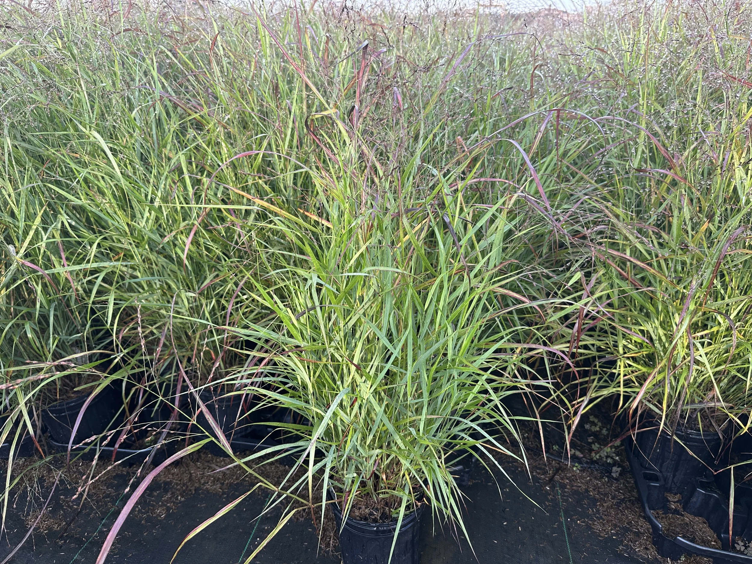 Panicum Shenandoah.JPG