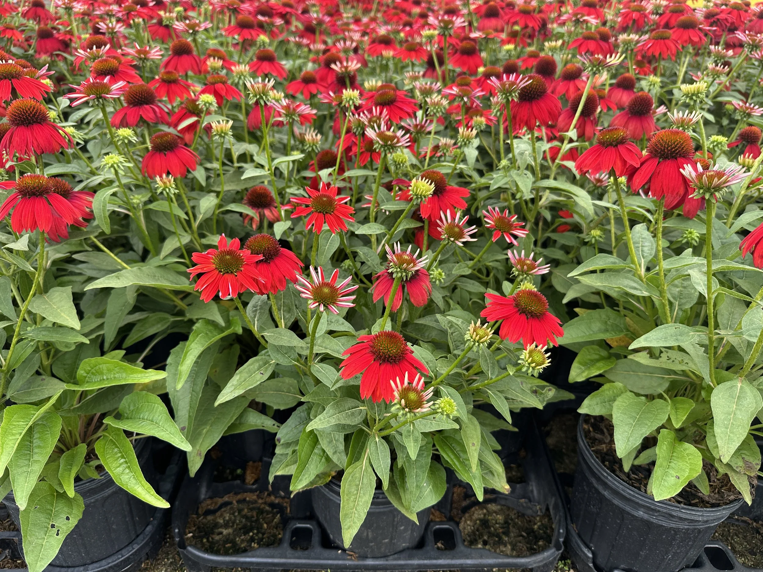 Echinacea Sombrero® Salsa Red 'Balsomsed' PP23105