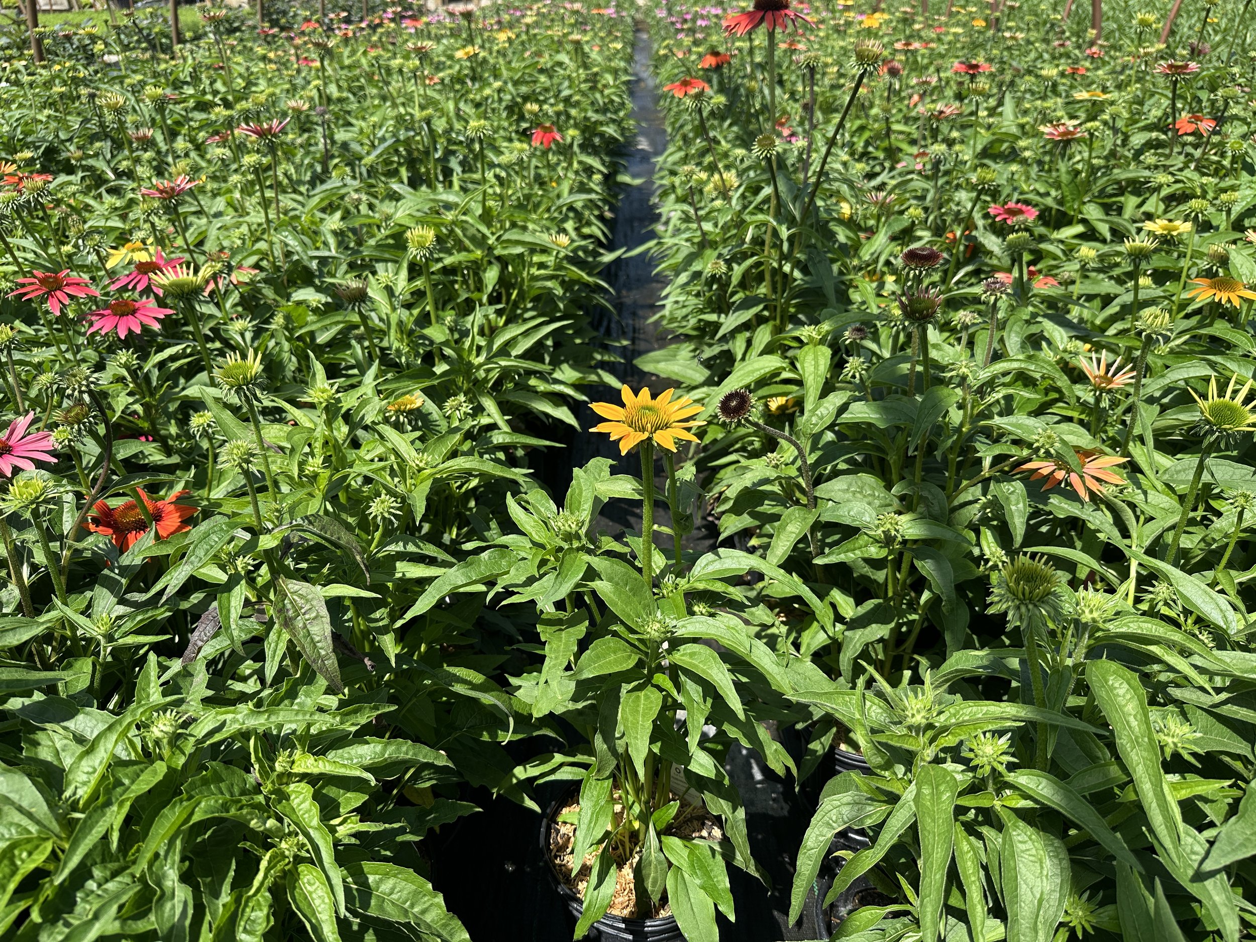 Echinacea 'Cheyenne Spirit'