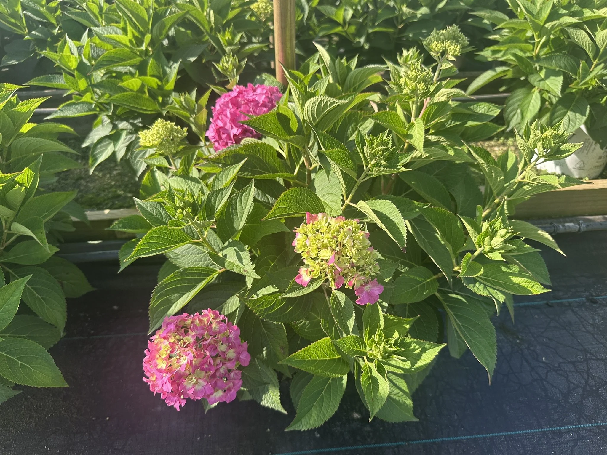 Hydrangea x Let's Dance ¡Arriba!® 'SMNHSC' PP33206