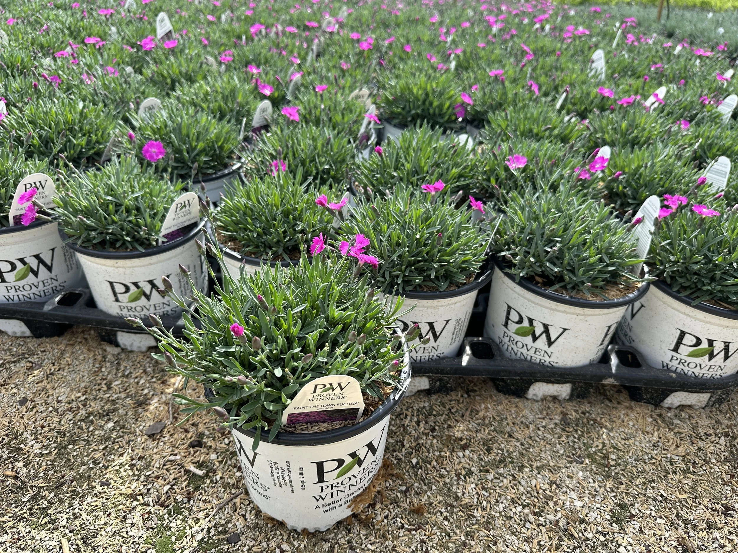 Dianthus 'Paint the Town Fuchsia' PP28636