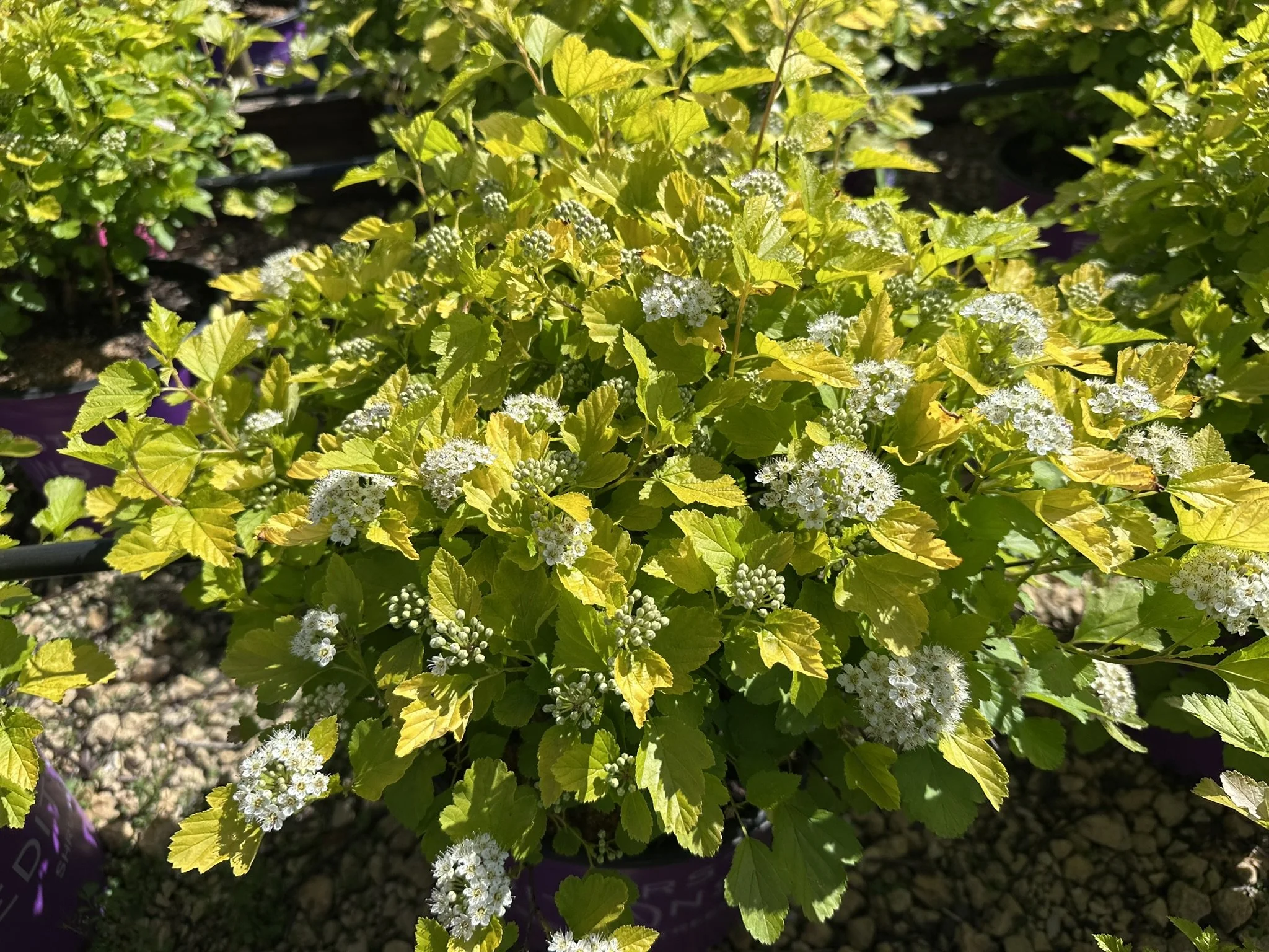Physocarpus op. Honeycomb® 'ZLENora' PP34624