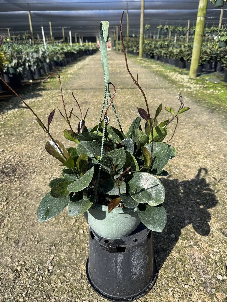 8IN Hoya Australis HB.jpg