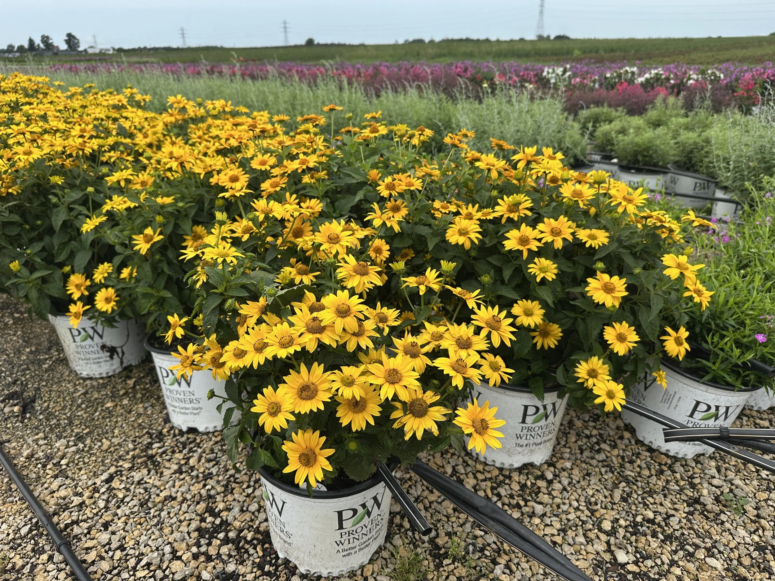 Heliopsis Tuscan Gold™ 'Inhelsodor' PP29819