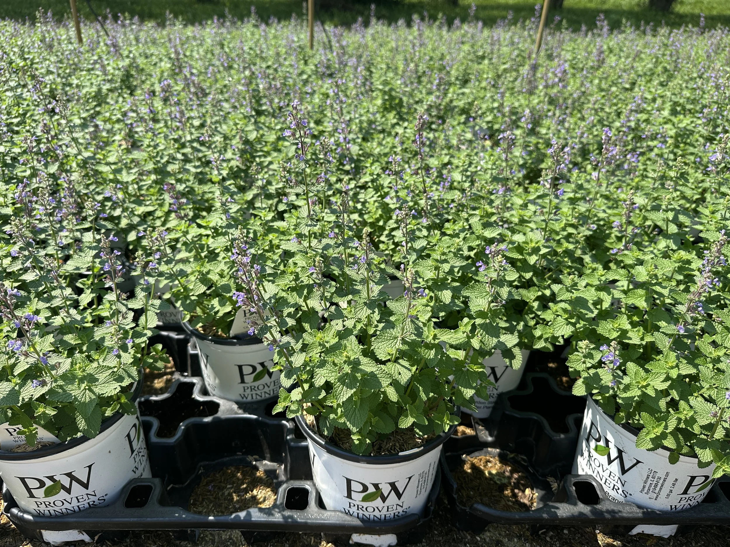 Nepeta 'Cat's Pajamas' PP31127