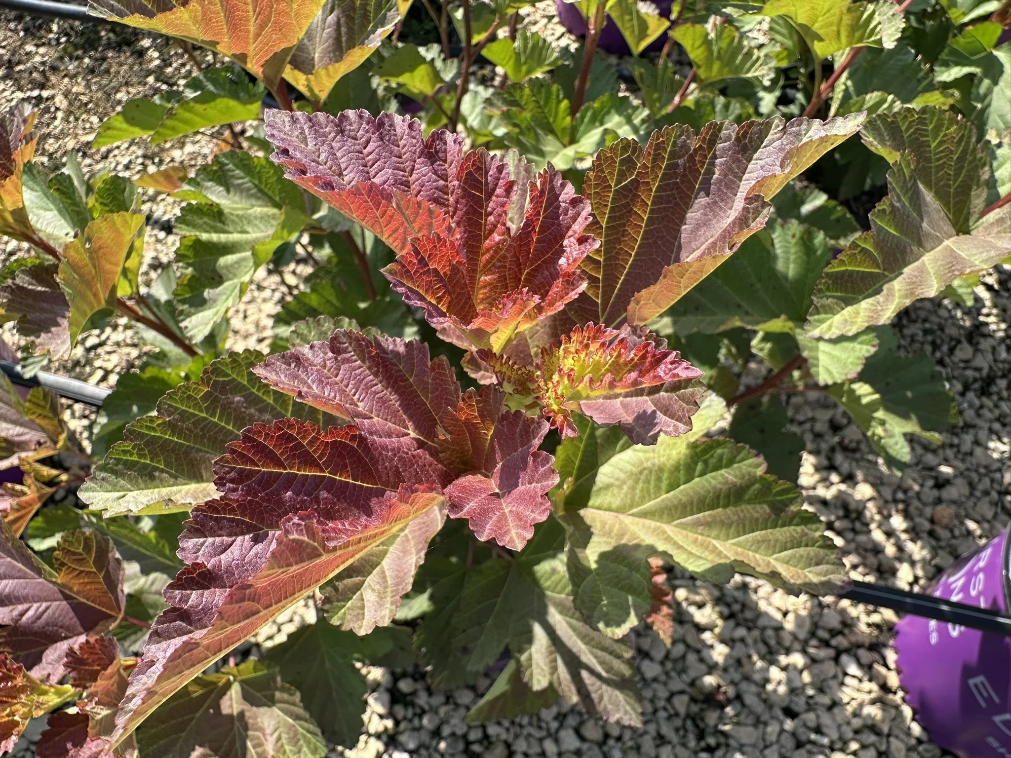 Physocarpus op. Amber Jubilee™ 'Jefam' PP23177