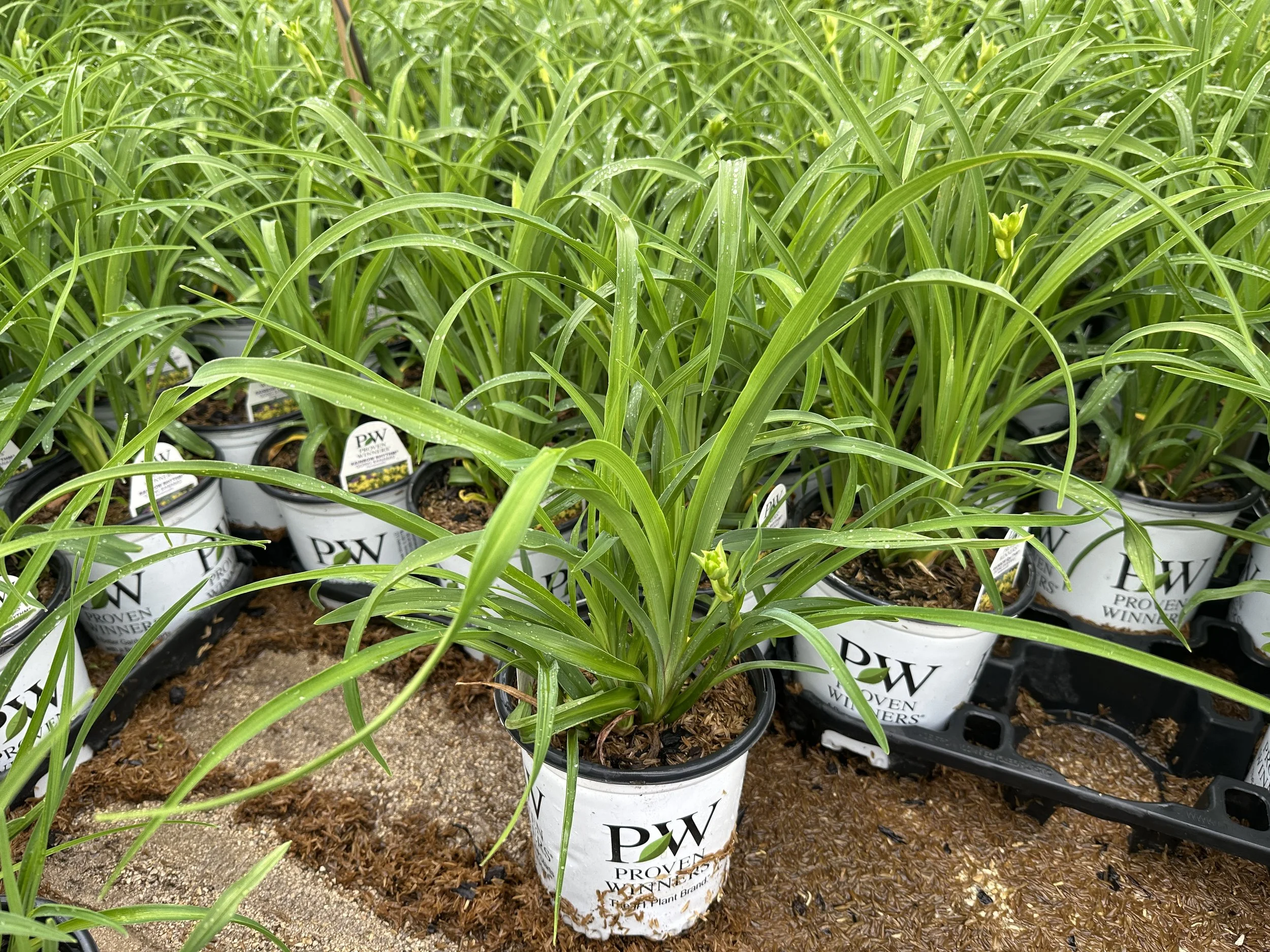 Hemerocallis 'Going Bananas' PP17164