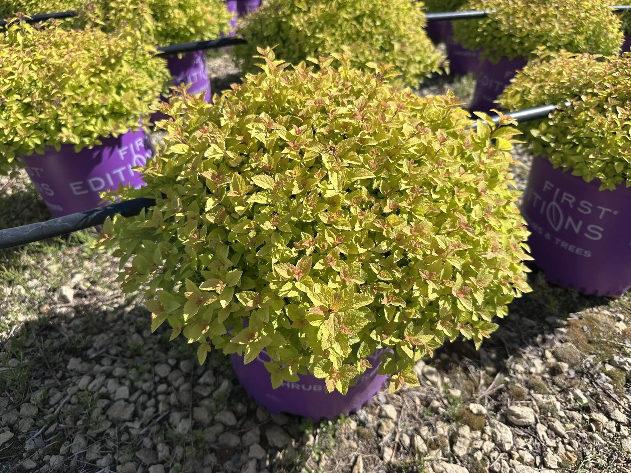Spiraea Sundrop™ 'Bailcarol'