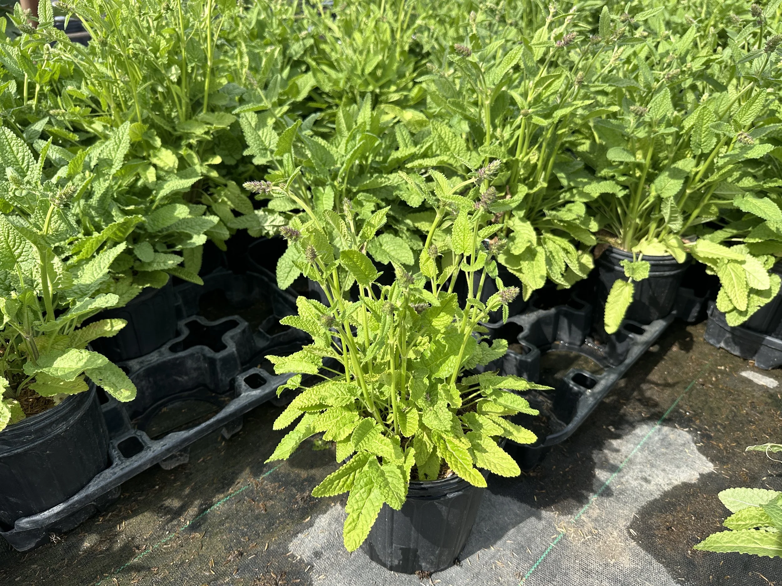Stachys monieri 'Hummelo'