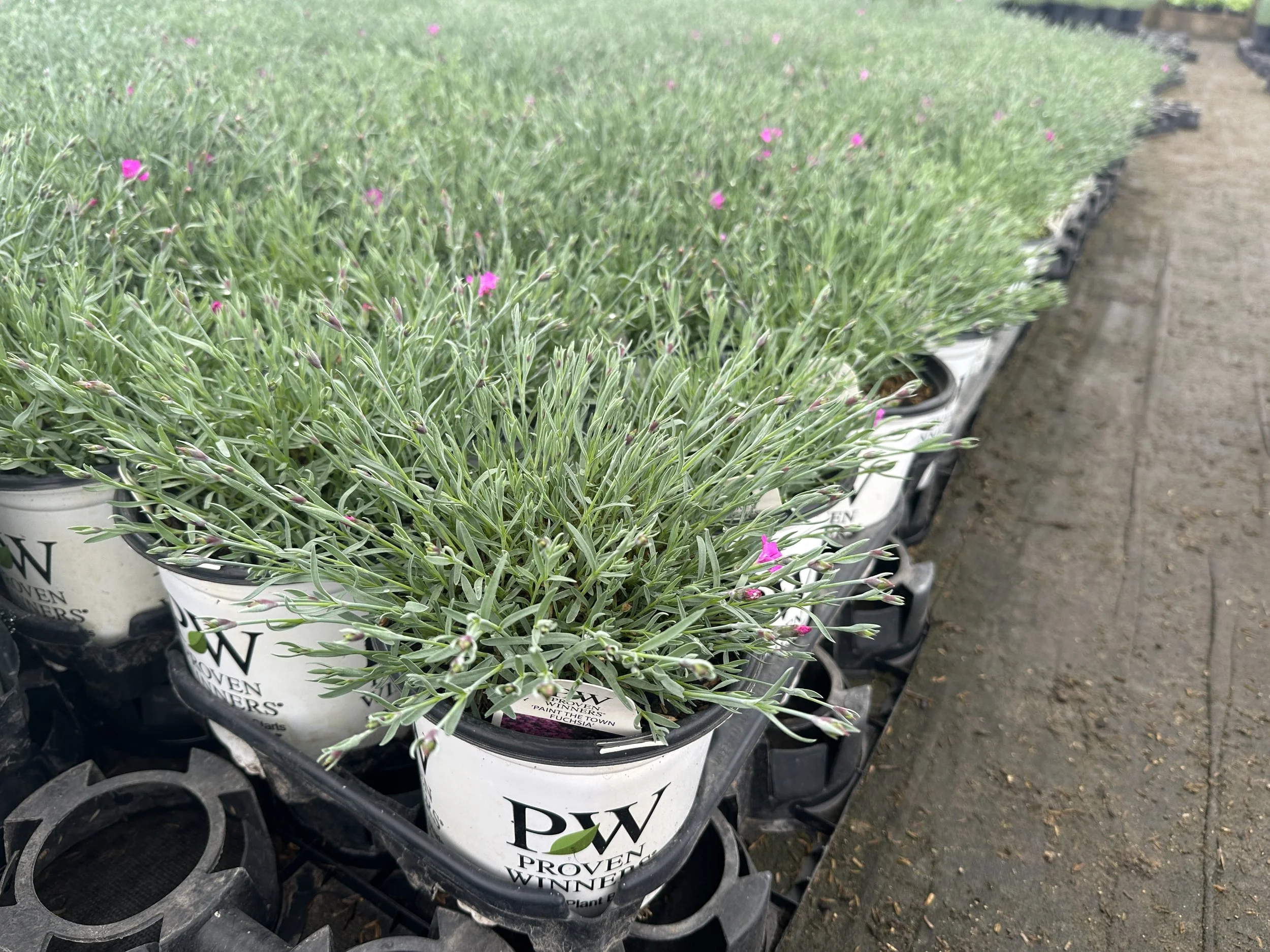 Dianthus 'Paint the Town Fuchsia' PP28636