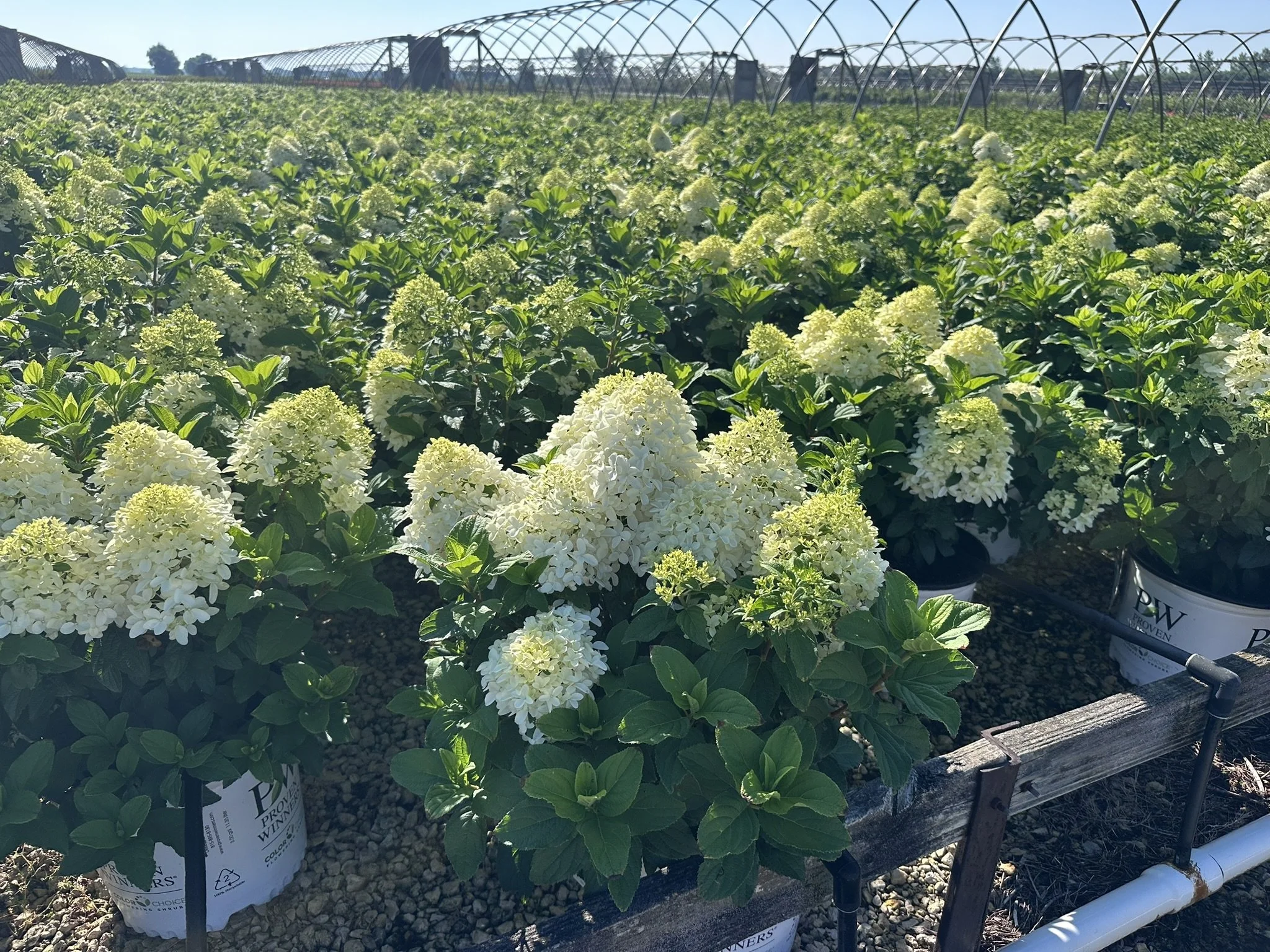 Hydrangea paniculata Quick Fire Fab® 'SMNHPM' PP32513