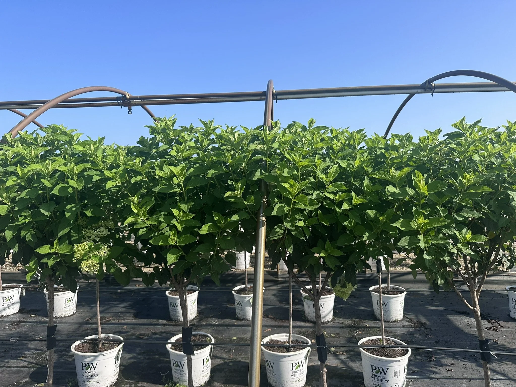 Hydrangea pan. 'Limelight' (Tree Form) PP12874