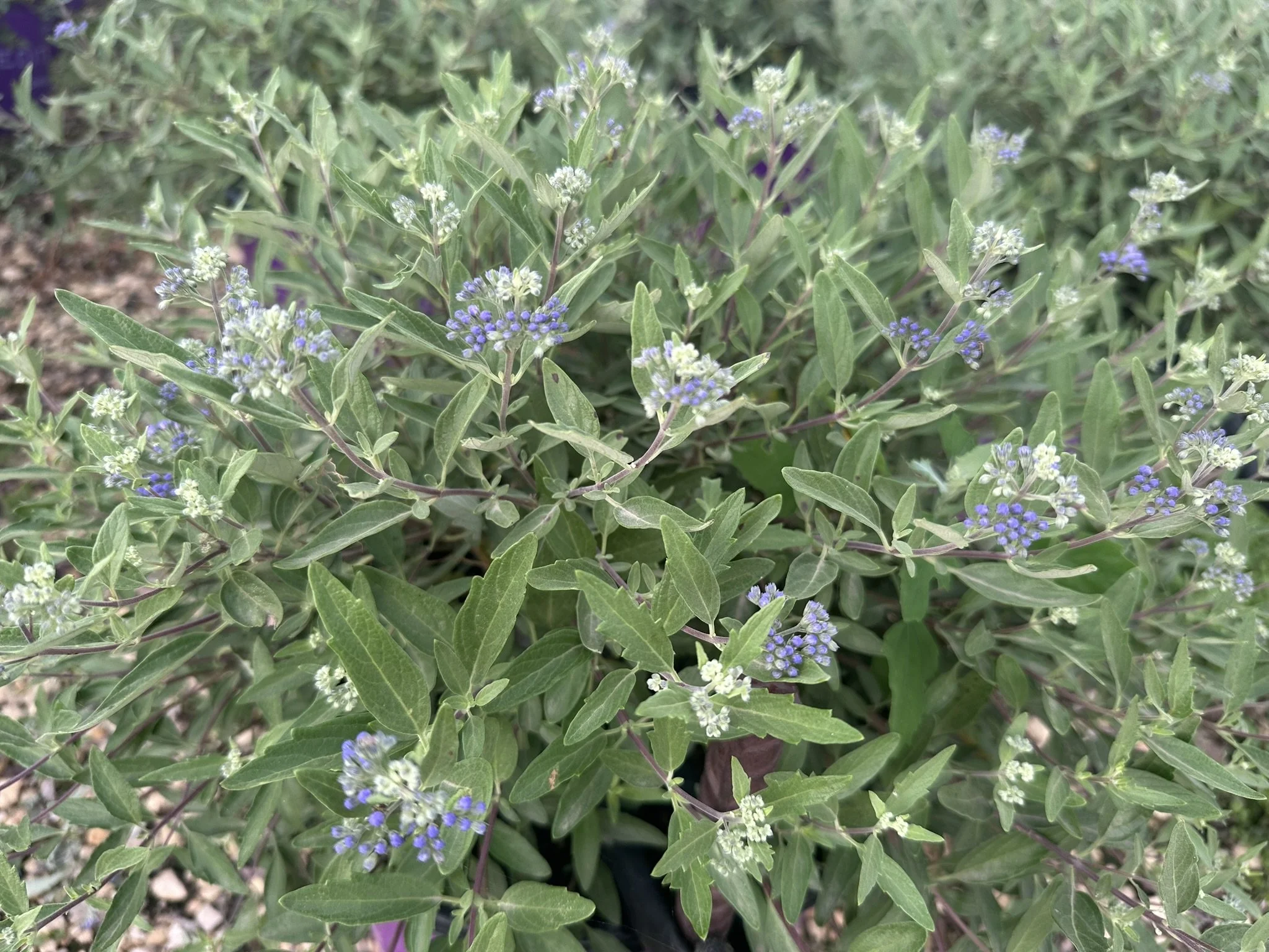 Caryopteris x clandonensis Sapphire Surf™  'Blauer Splatz'