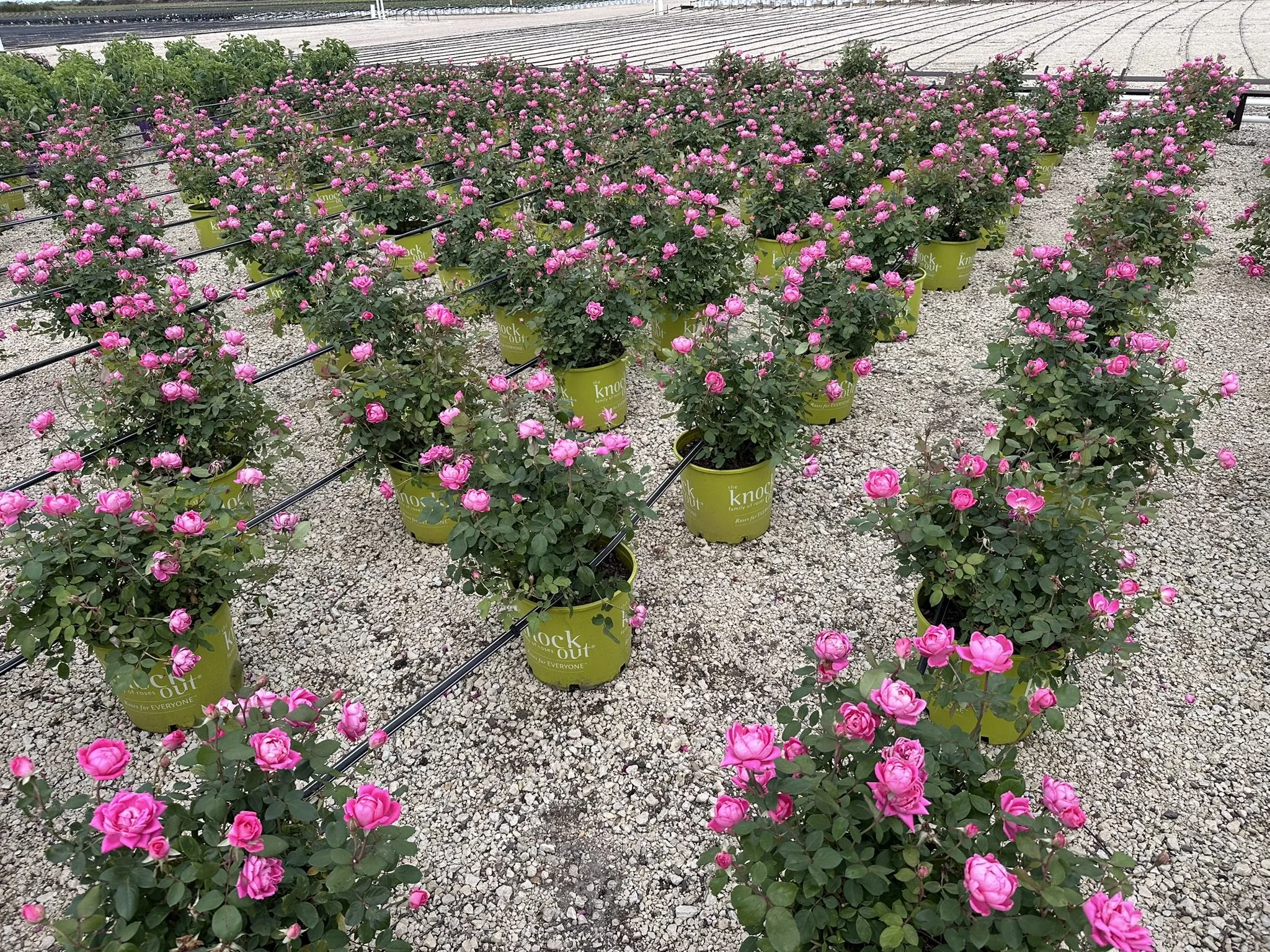 Rosa Pink Double Knock Out® 'Radtkopink' PP18507
