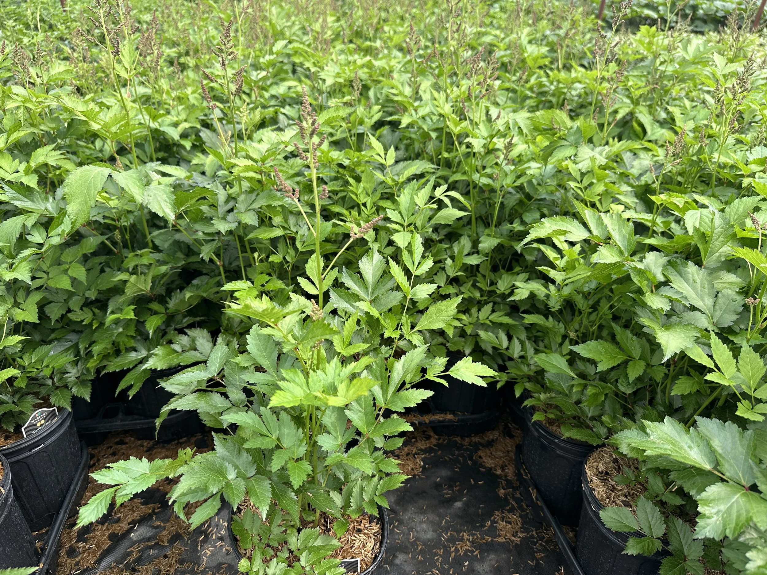 Astilbe japonica 'Rheinland'
