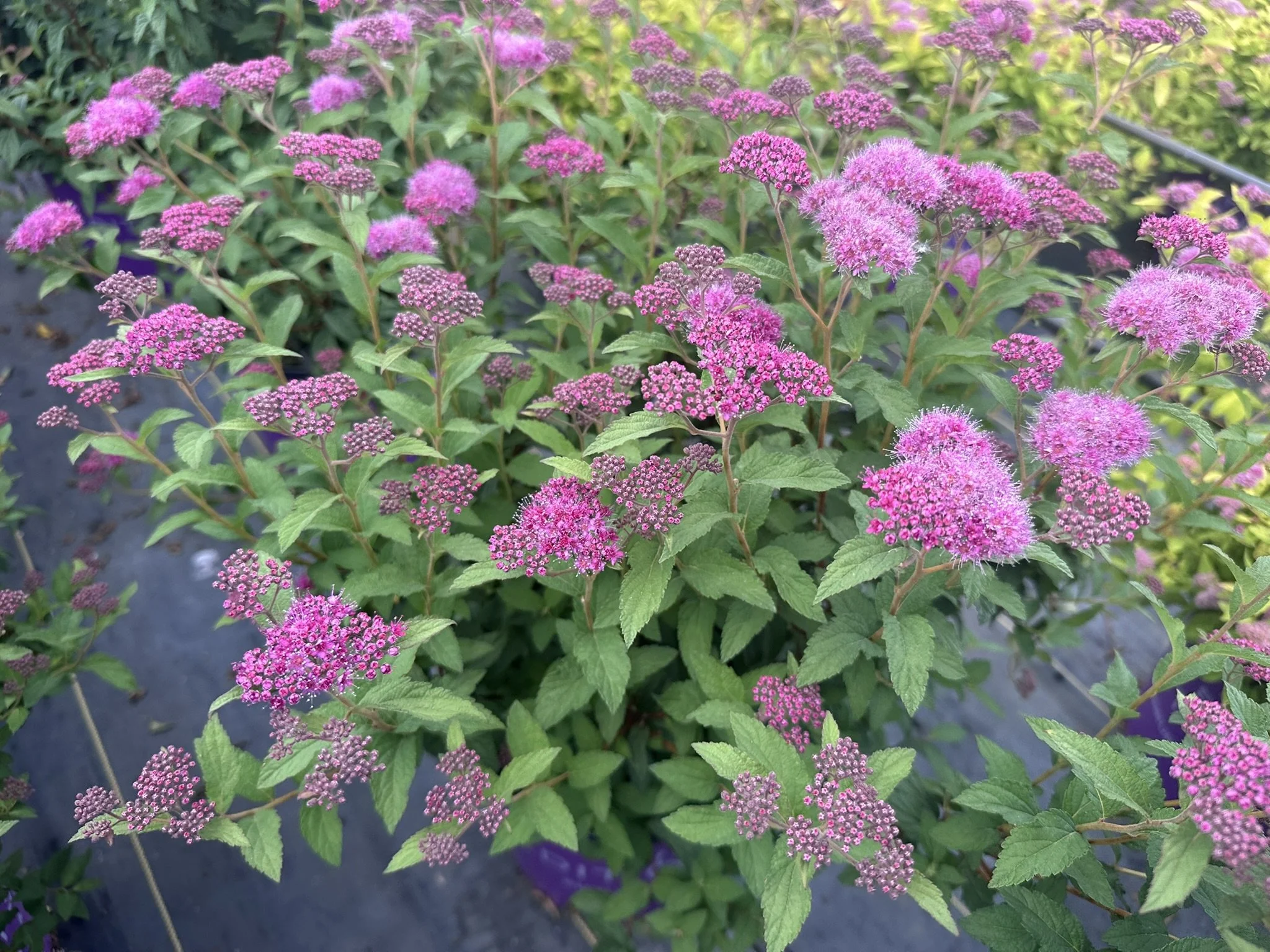 Spiraea x bumalda Superstar™ 'Denistar' PP22432
