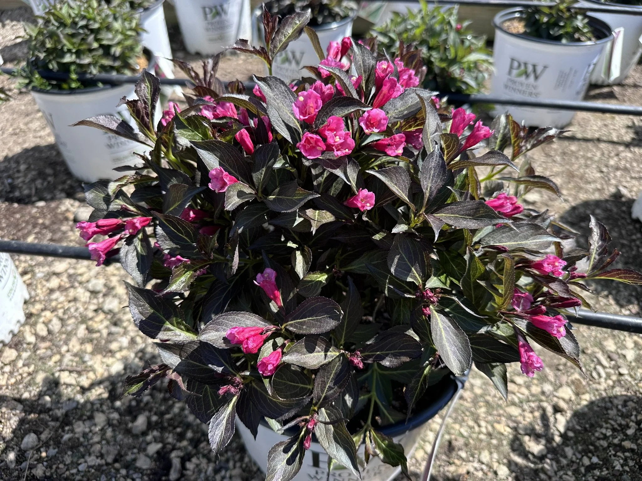 Weigela florida Wine & Roses® 'Alexandra' PP10772