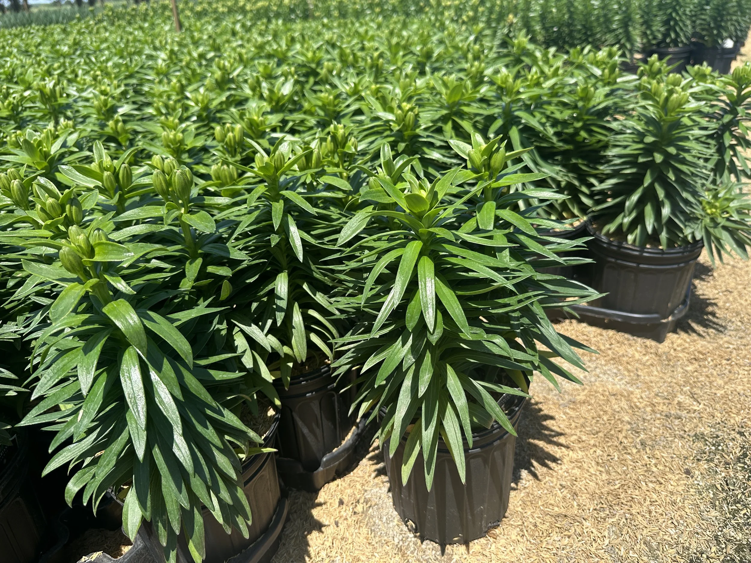 Lilium 'Tiny Heroes' PPAF (Orange)