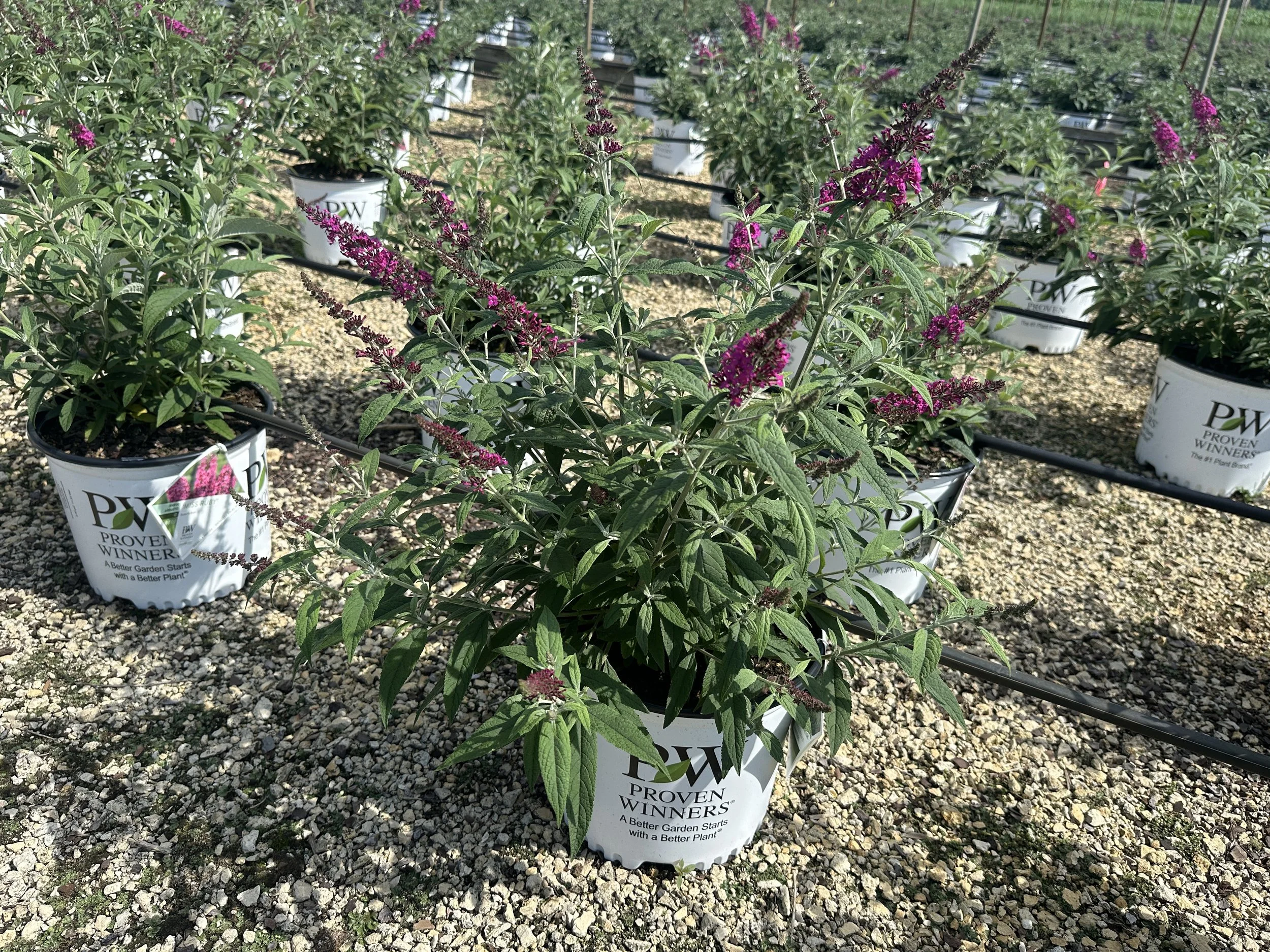 Buddleia 'Miss Ruby' PP19950