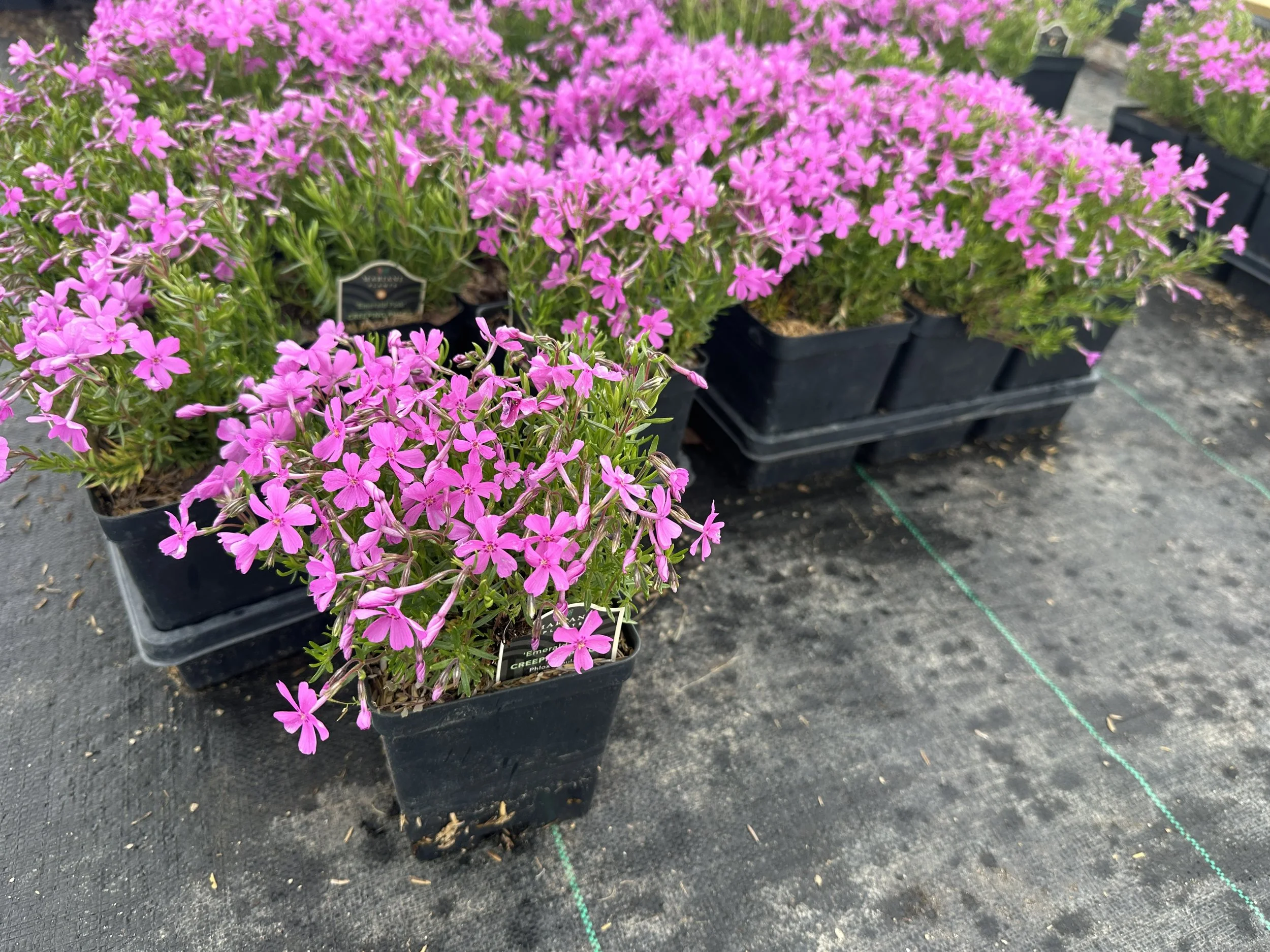 Phlox Emerald Pink Quart.JPG