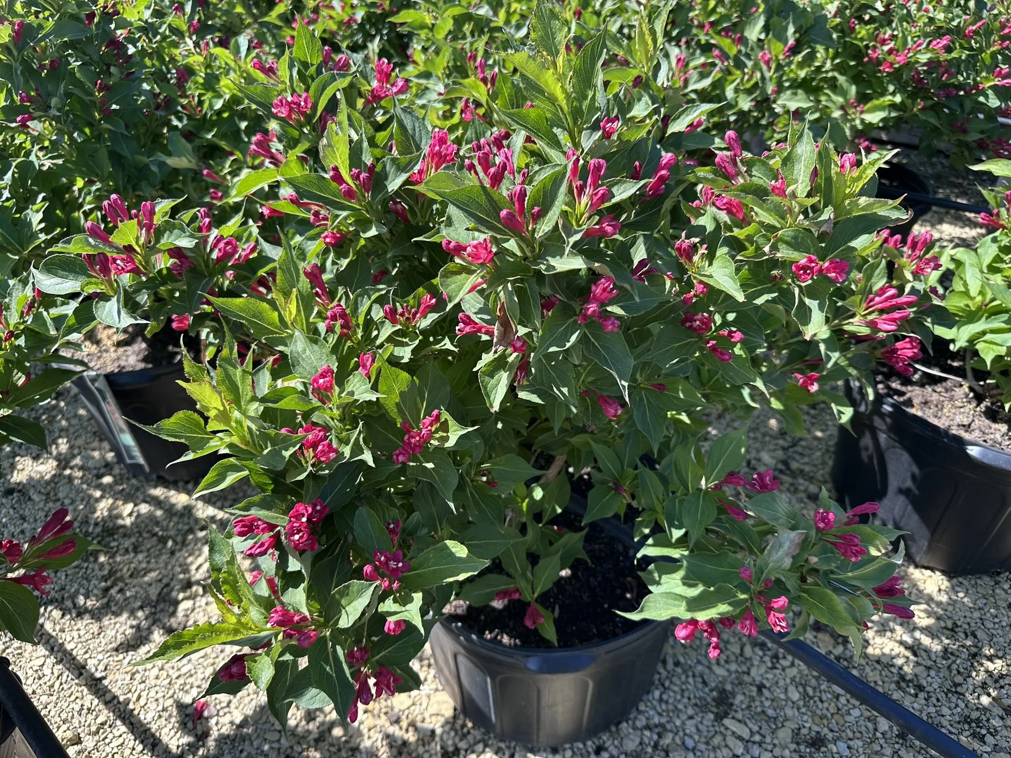 Weigela florida 'Red Prince'