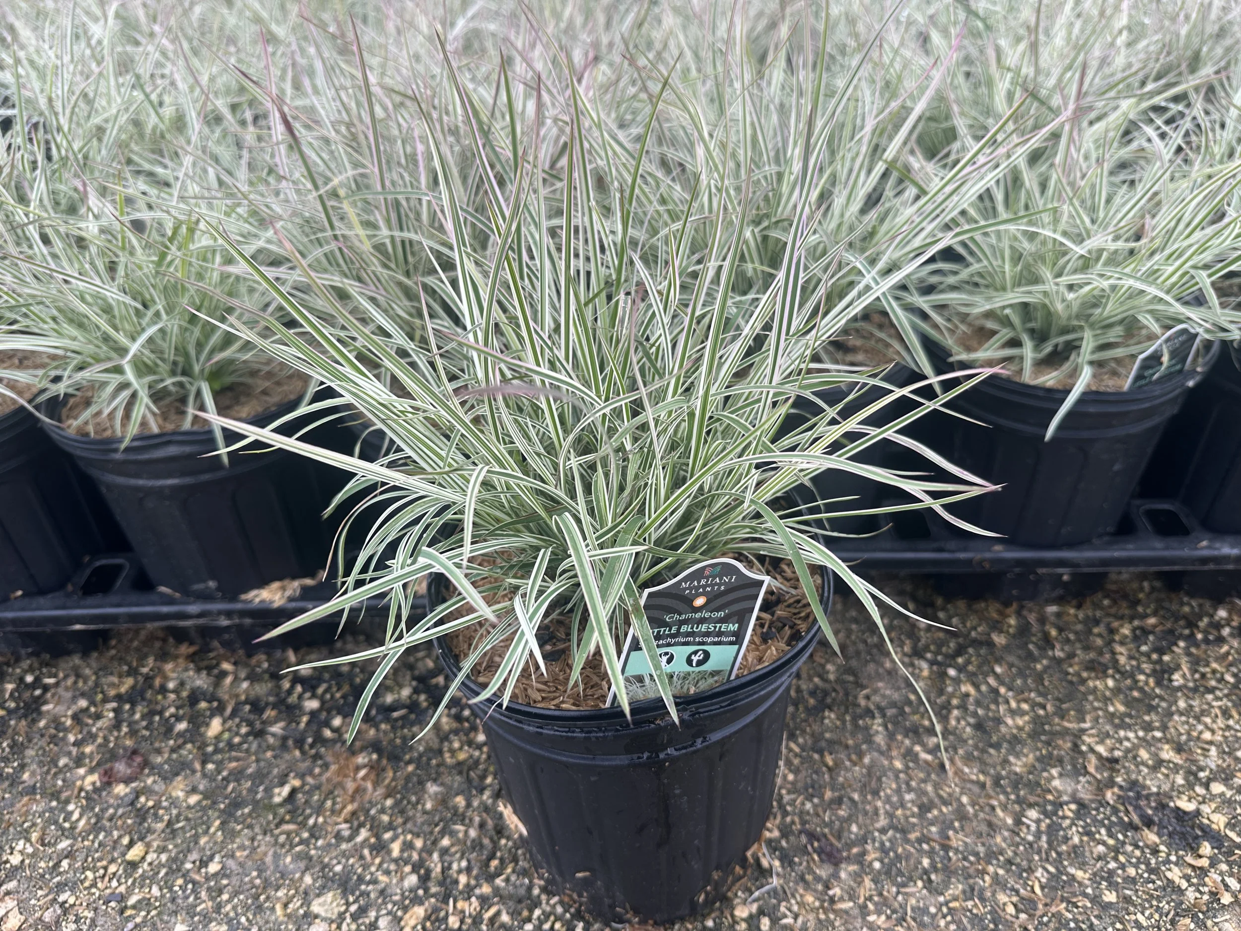 Schizachyrium Chameleon.JPG