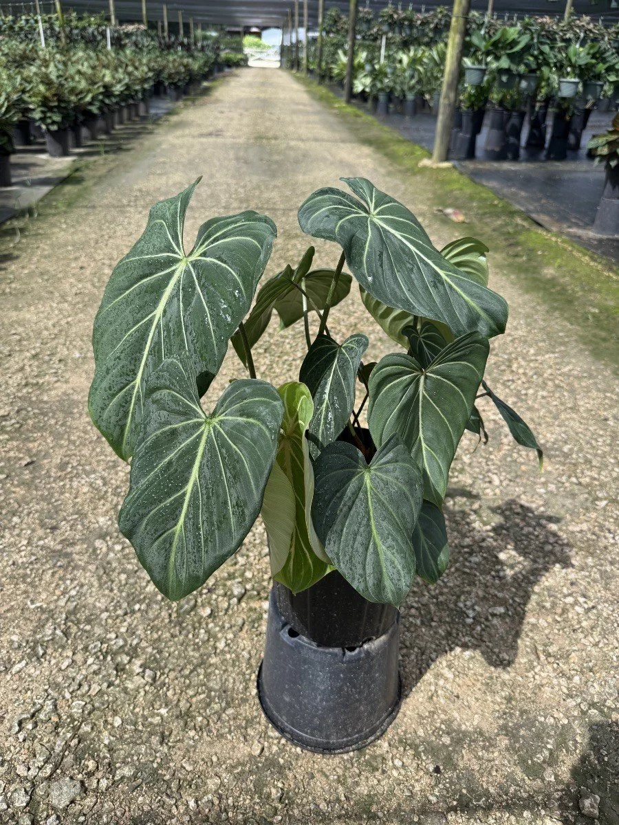 8IN Philodendron Gloriosum Dark Form.jpg