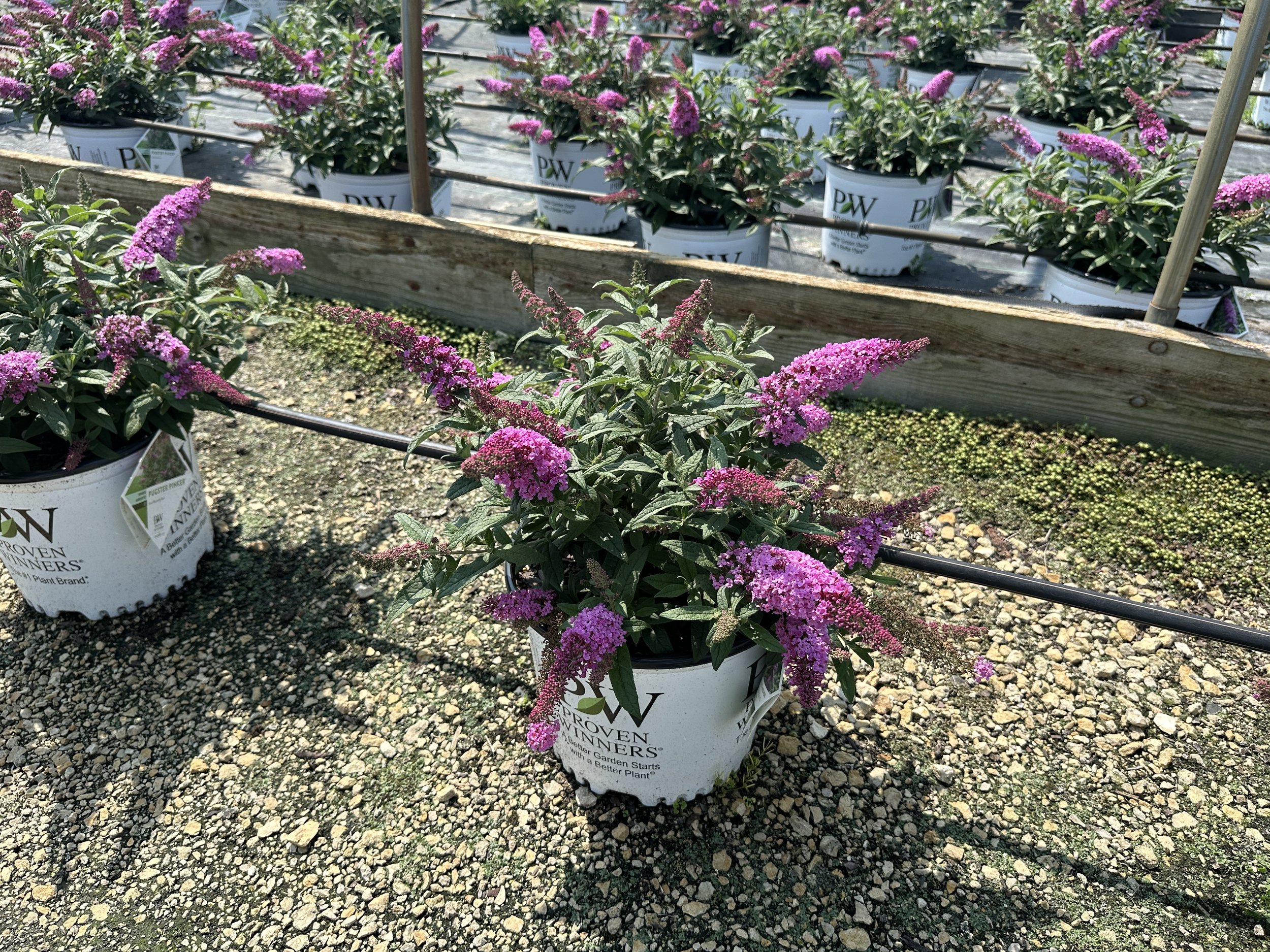 Buddleia Pugster Pinker® 'SMNBDB' PP33565