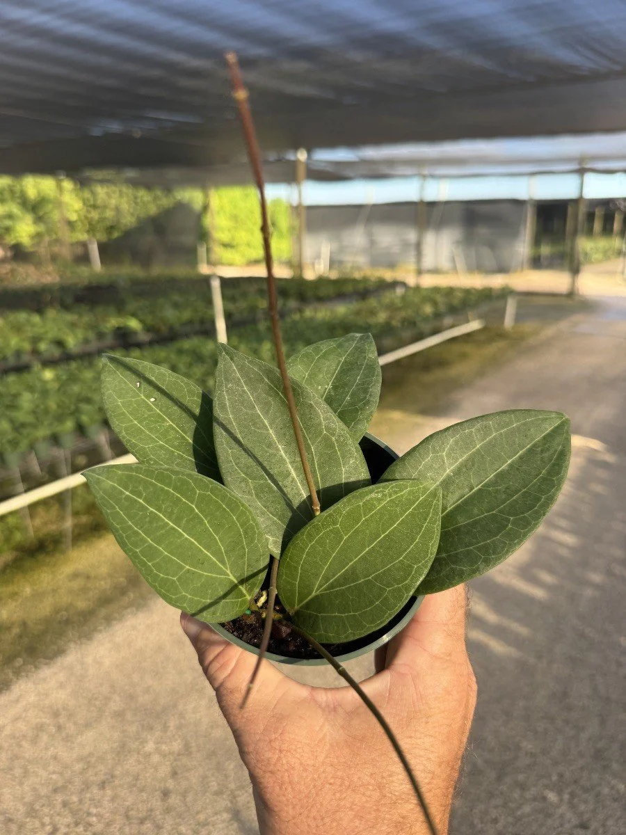 4IN Hoya Pottsii.jpg