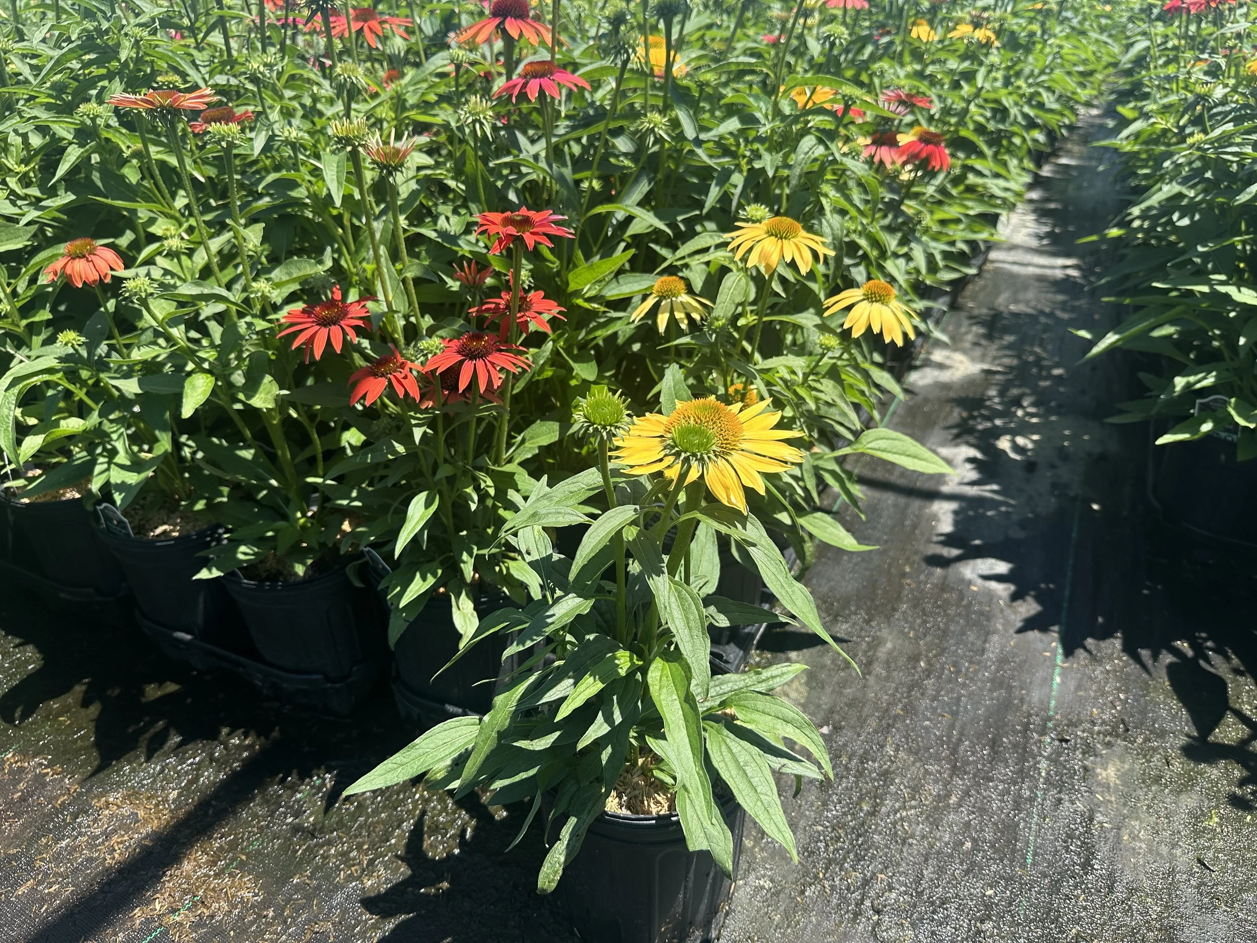 Echinacea 'Cheyenne Spirit'