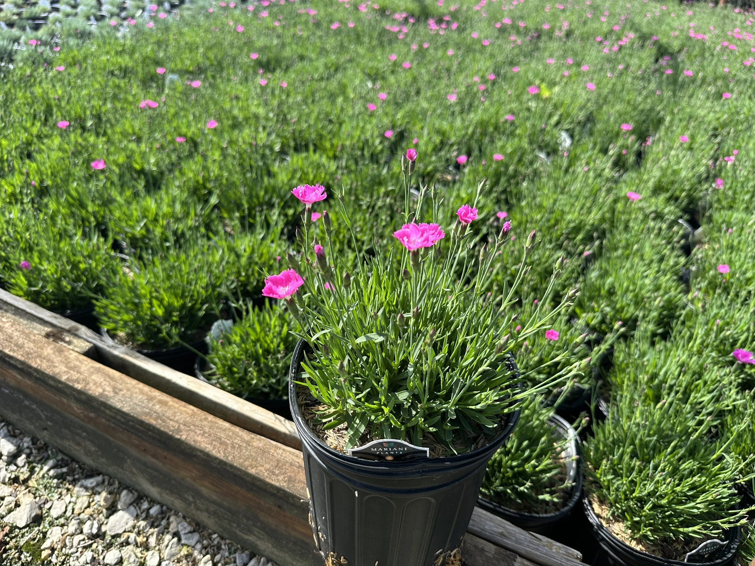 Dianthus Beauties® Kahori Pink