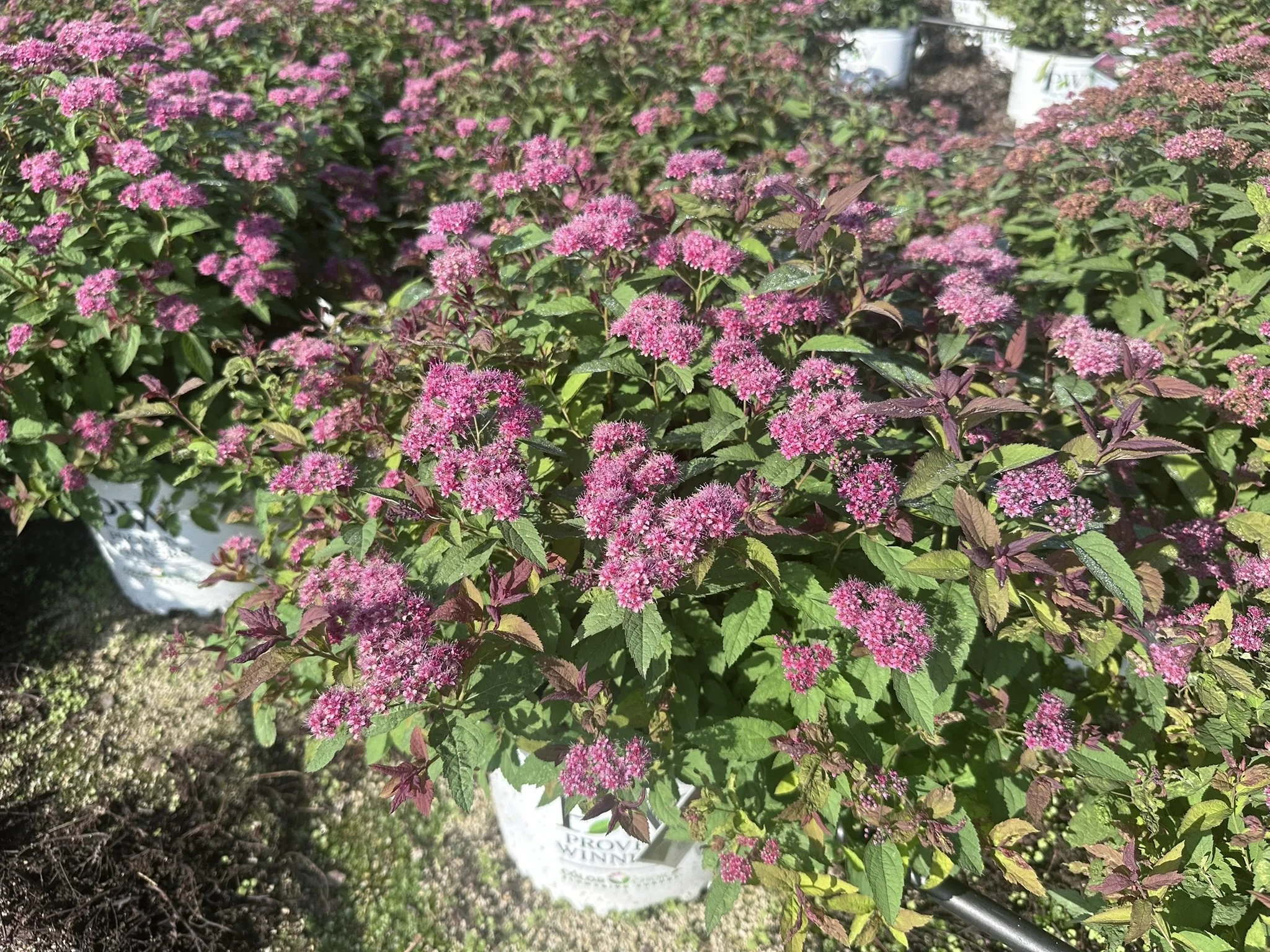 Spiraea japonica Double Play® Red 'SMNSJMFR' PP26993