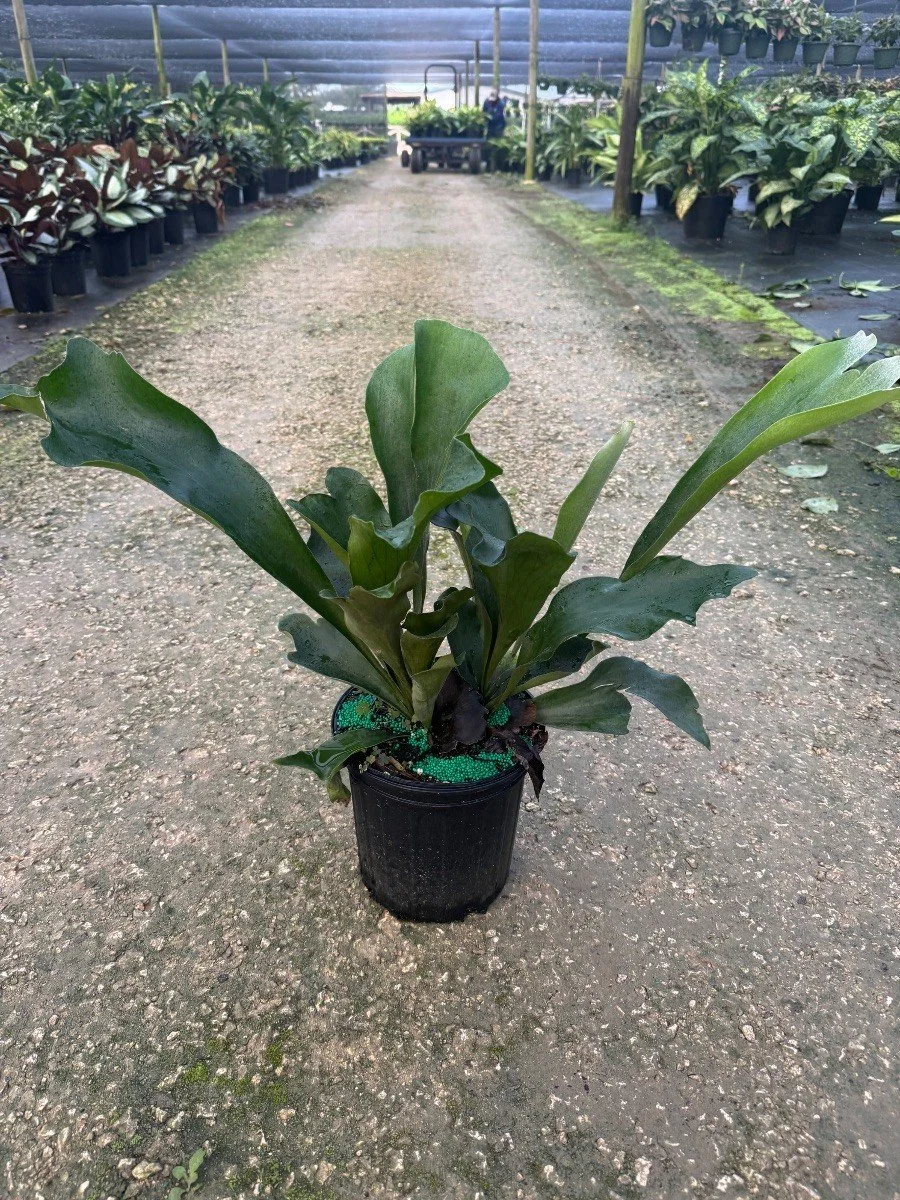 Staghorn fern