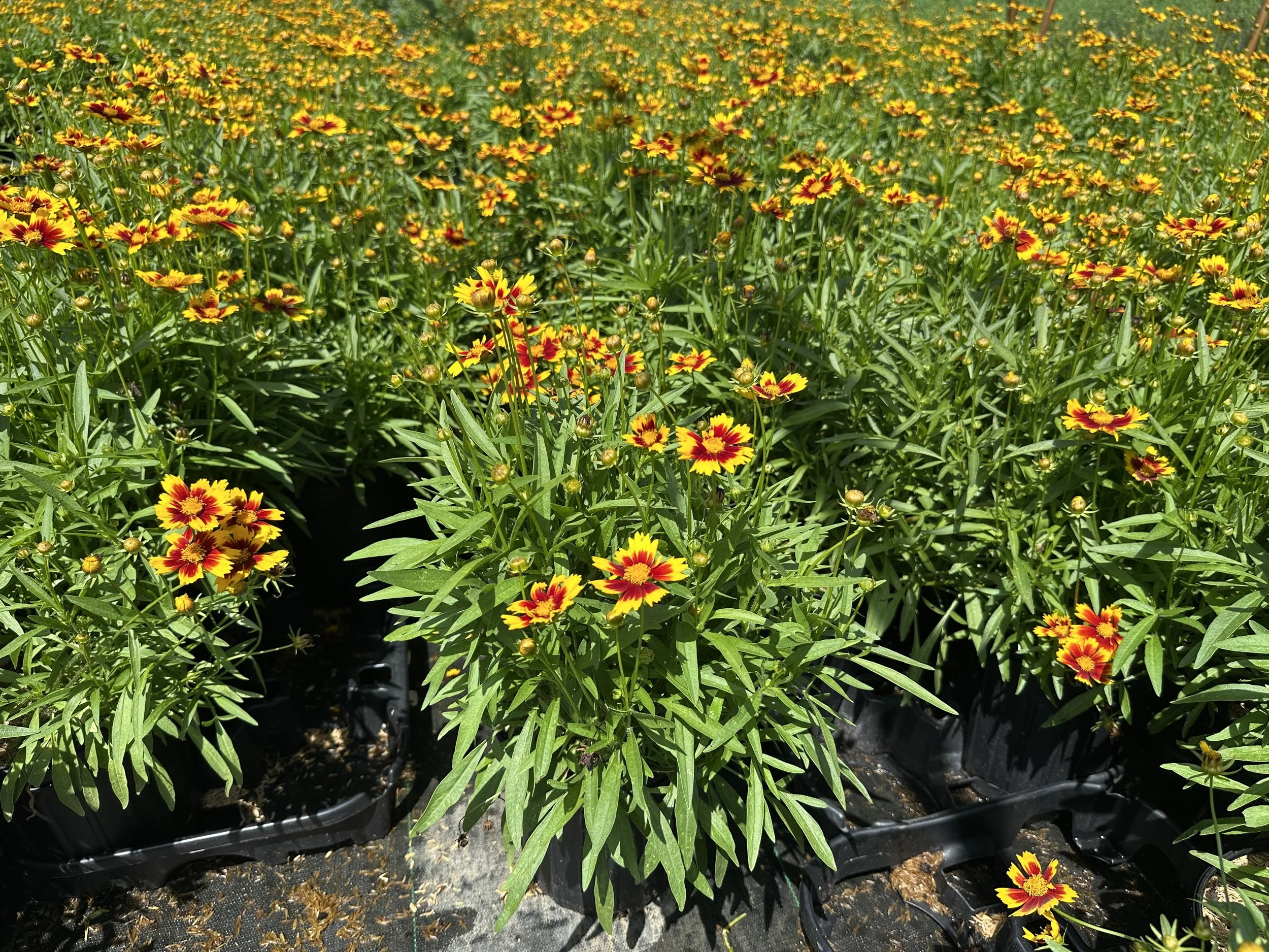 Coreopsis UpTick™ Gold & Bronze 'Baluptgonz' PP28882