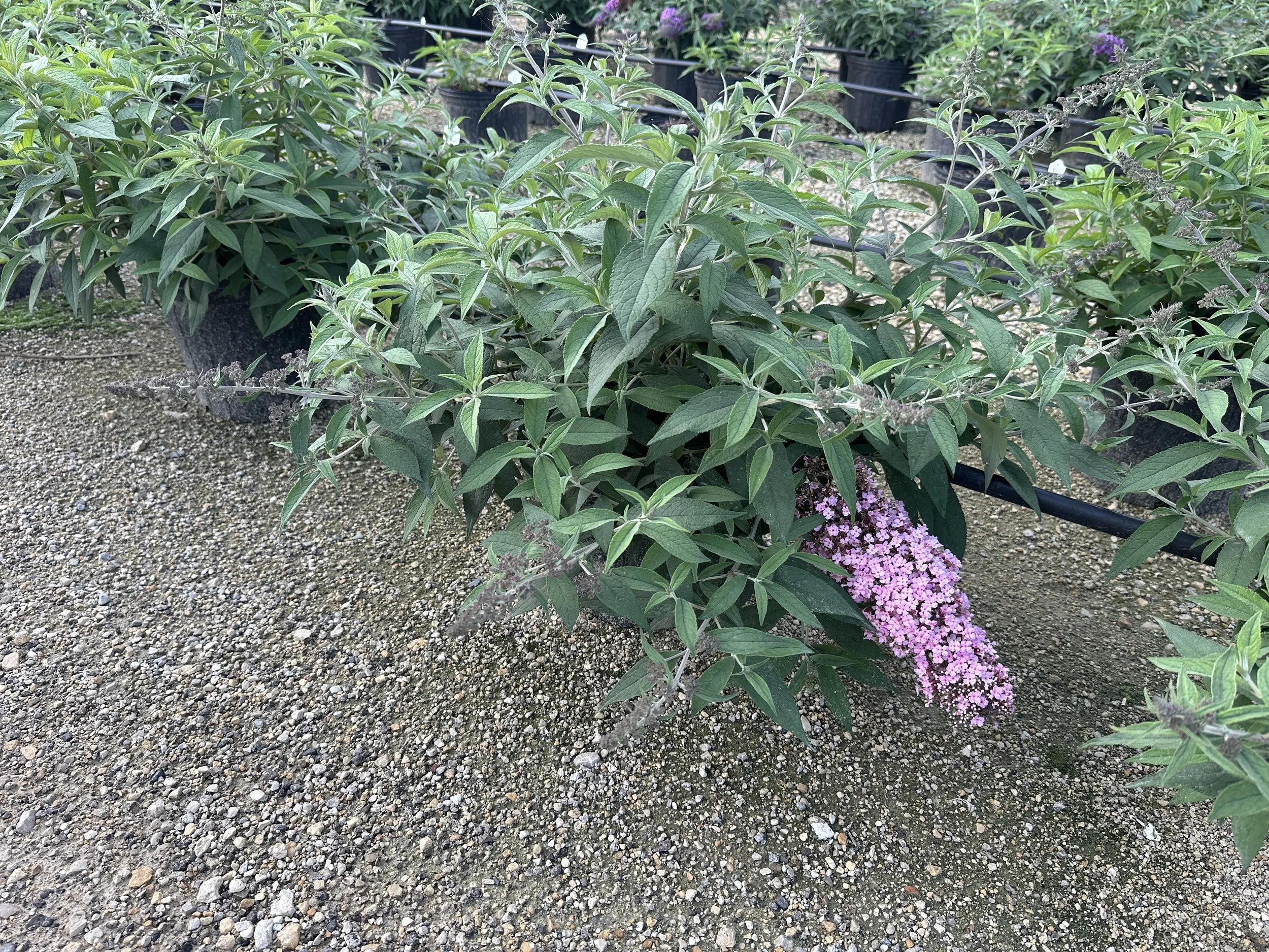 Buddleia 'Pink Cascade II' PP35438