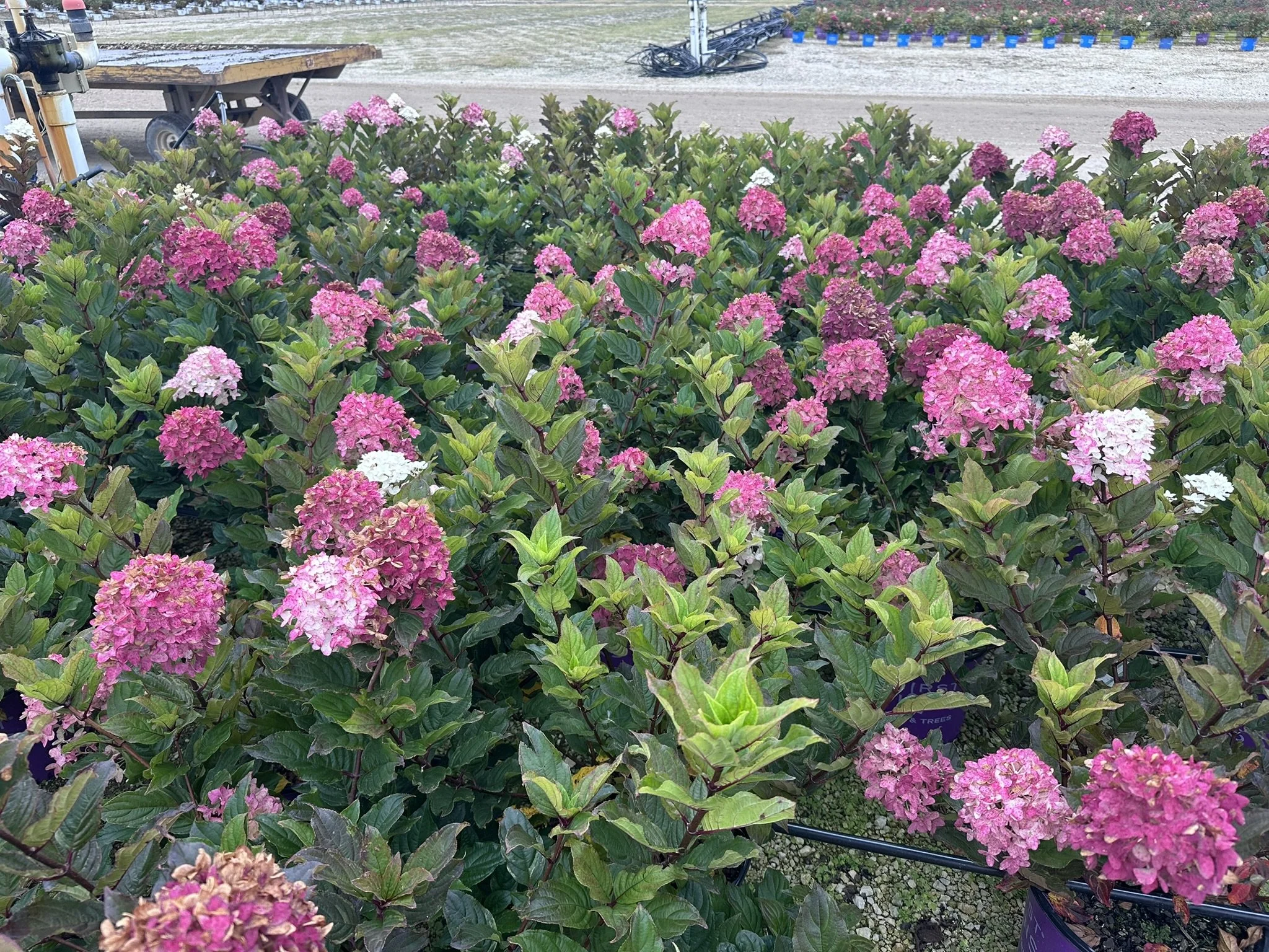 Hydrangea paniculata Spring Sizzle® 'BAILPANTHREE' PP36526