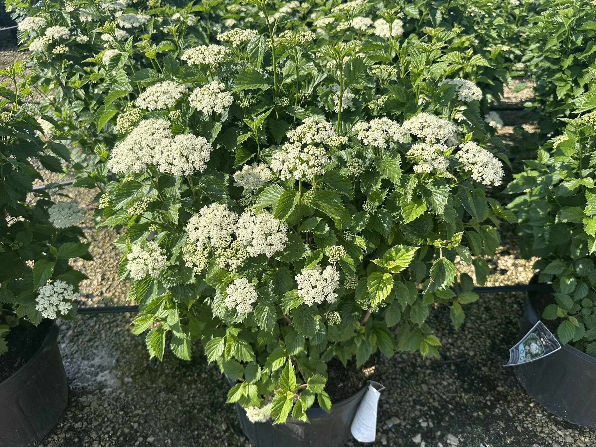 Viburnum dentatum Autumn Jazz® 'Ralph Sr.'