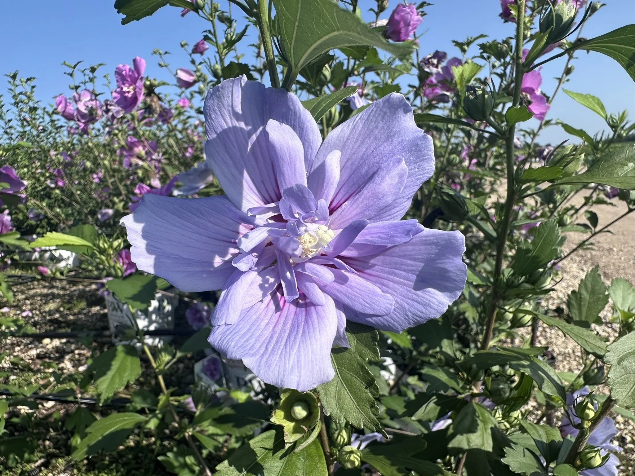 Hibiscus Blue Chiffon.JPEG